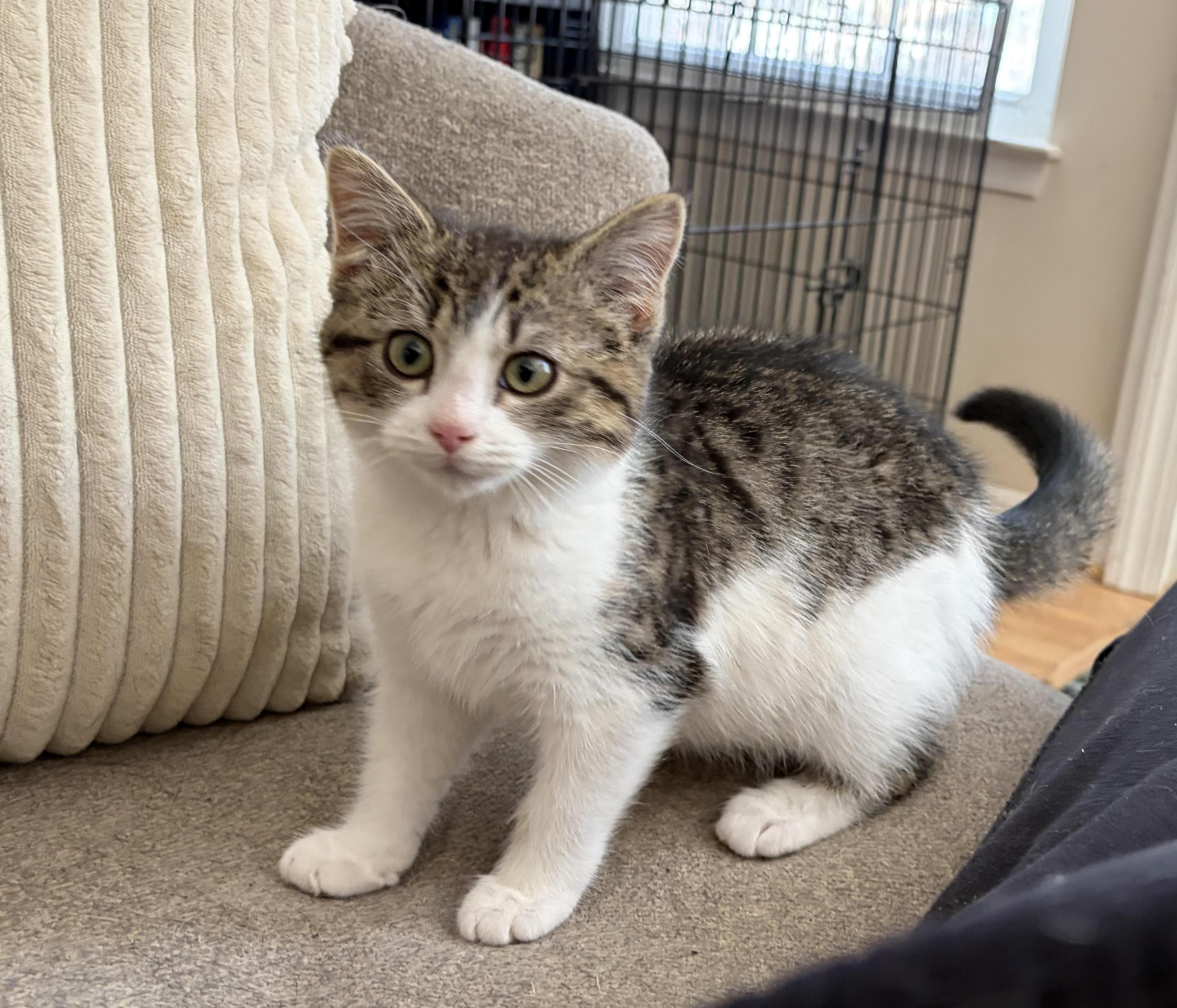 Enlarge Taj & Indie, an adopted mixed breed in Great Mills, MD image 2/2