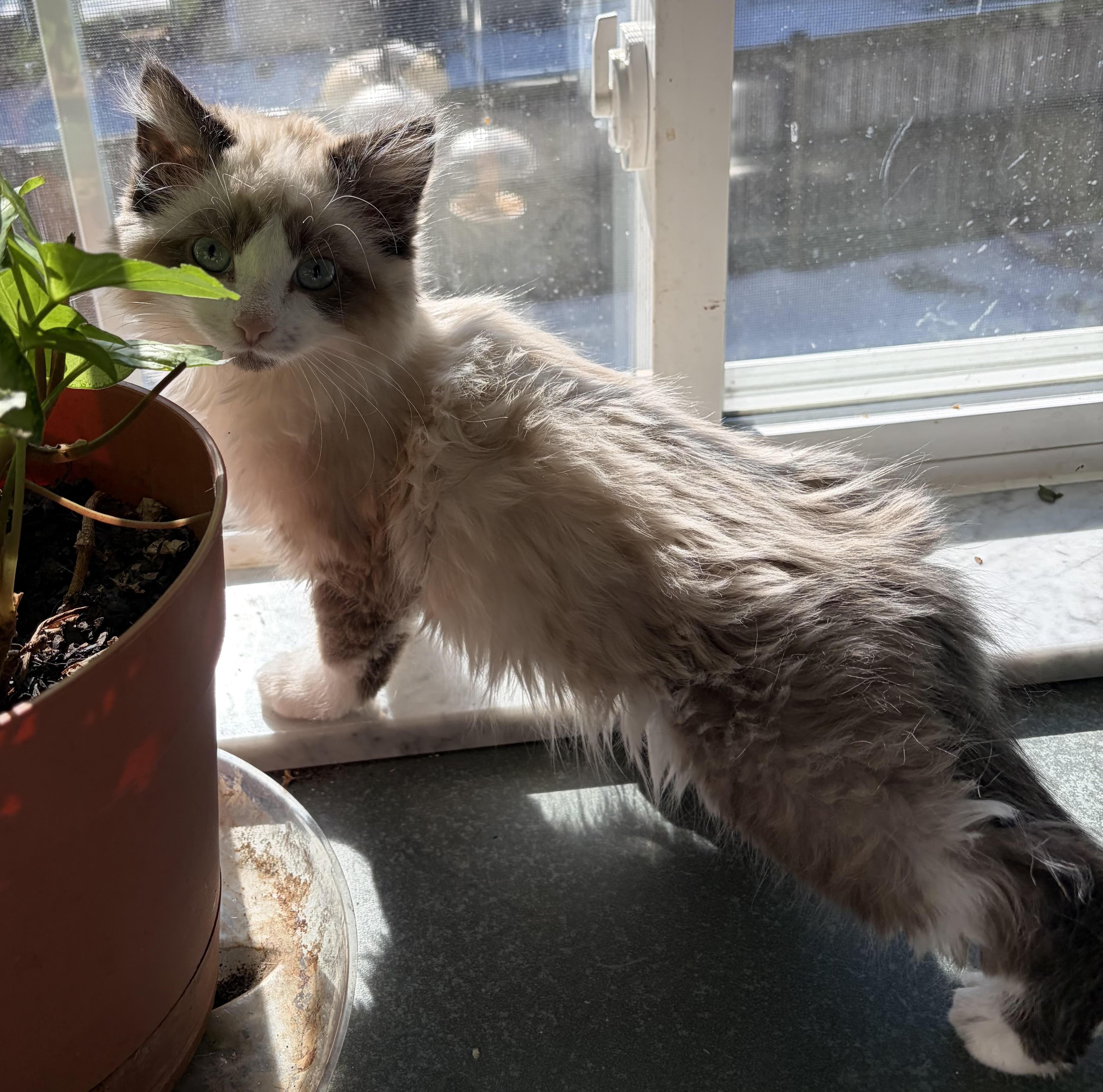 Enlarge Taj & Indie, an adopted mixed breed in Great Mills, MD image 1/2