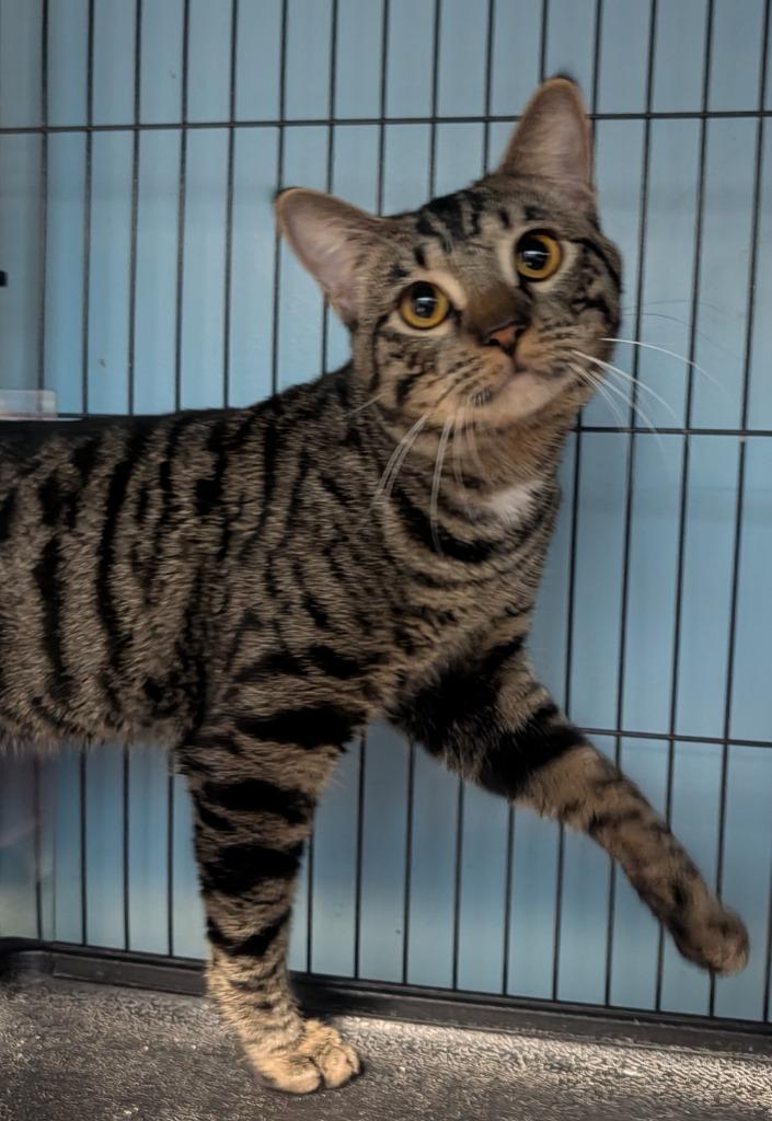 Enlarge Bubs / Flirt, a Adoptable mixed breed in Shelton, WA image 1/3