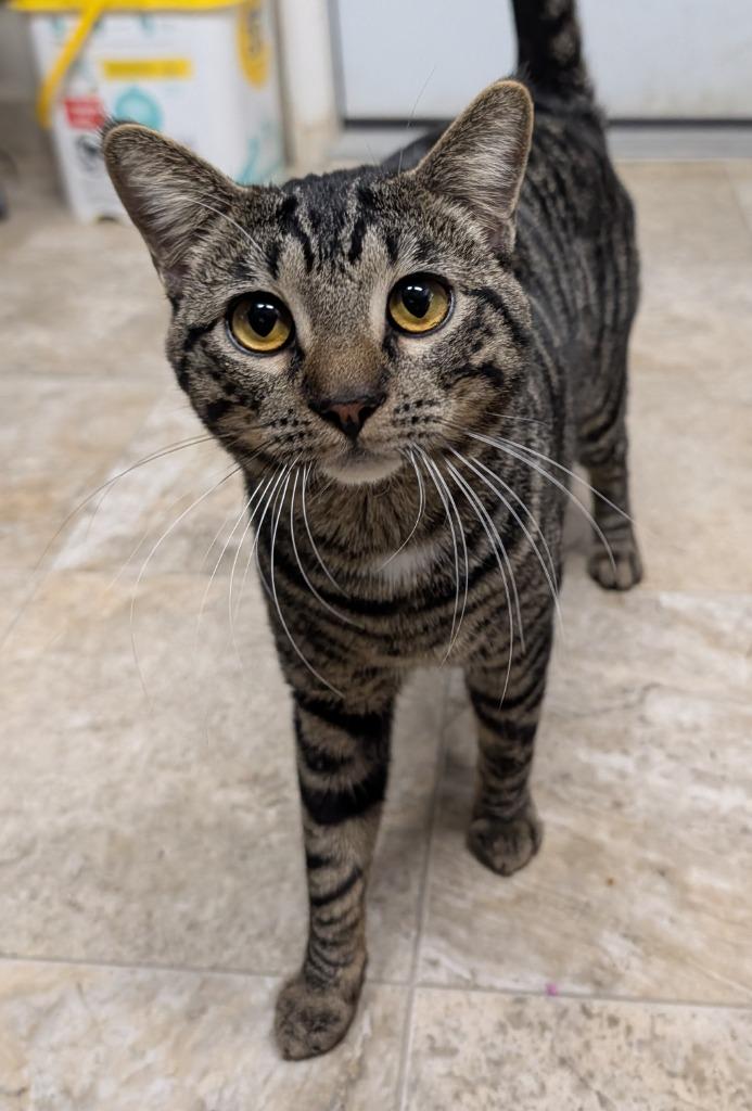 Enlarge Bubs / Flirt, a Adoptable mixed breed in Shelton, WA image 2/3