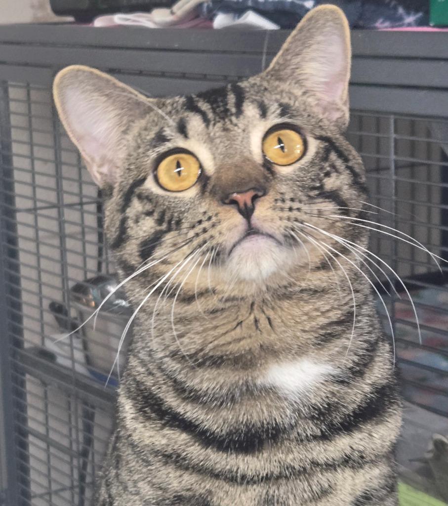 Enlarge Bubs / Flirt, a Adoptable mixed breed in Shelton, WA image 3/3