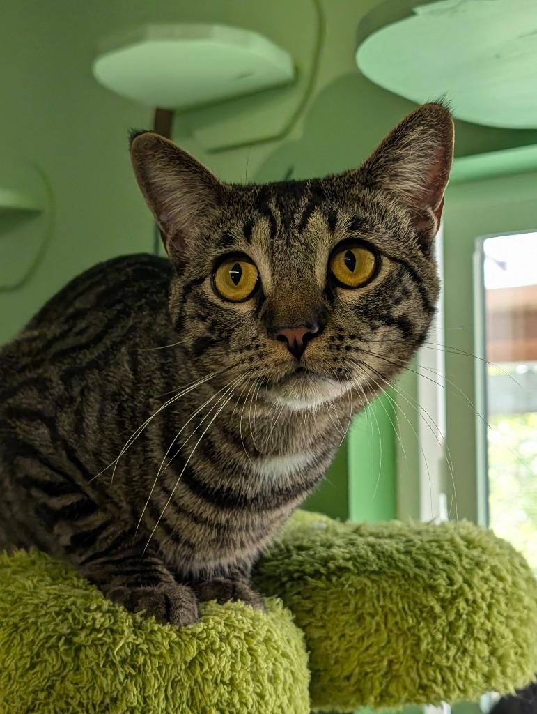 Enlarge Bubs, a Adoptable mixed breed in Shelton, WA image 4/4