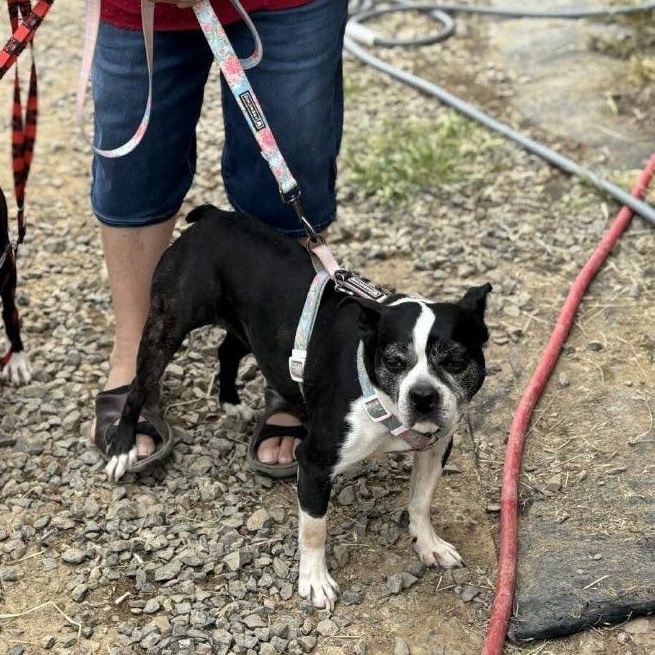 Violet In Id thumbnail 3