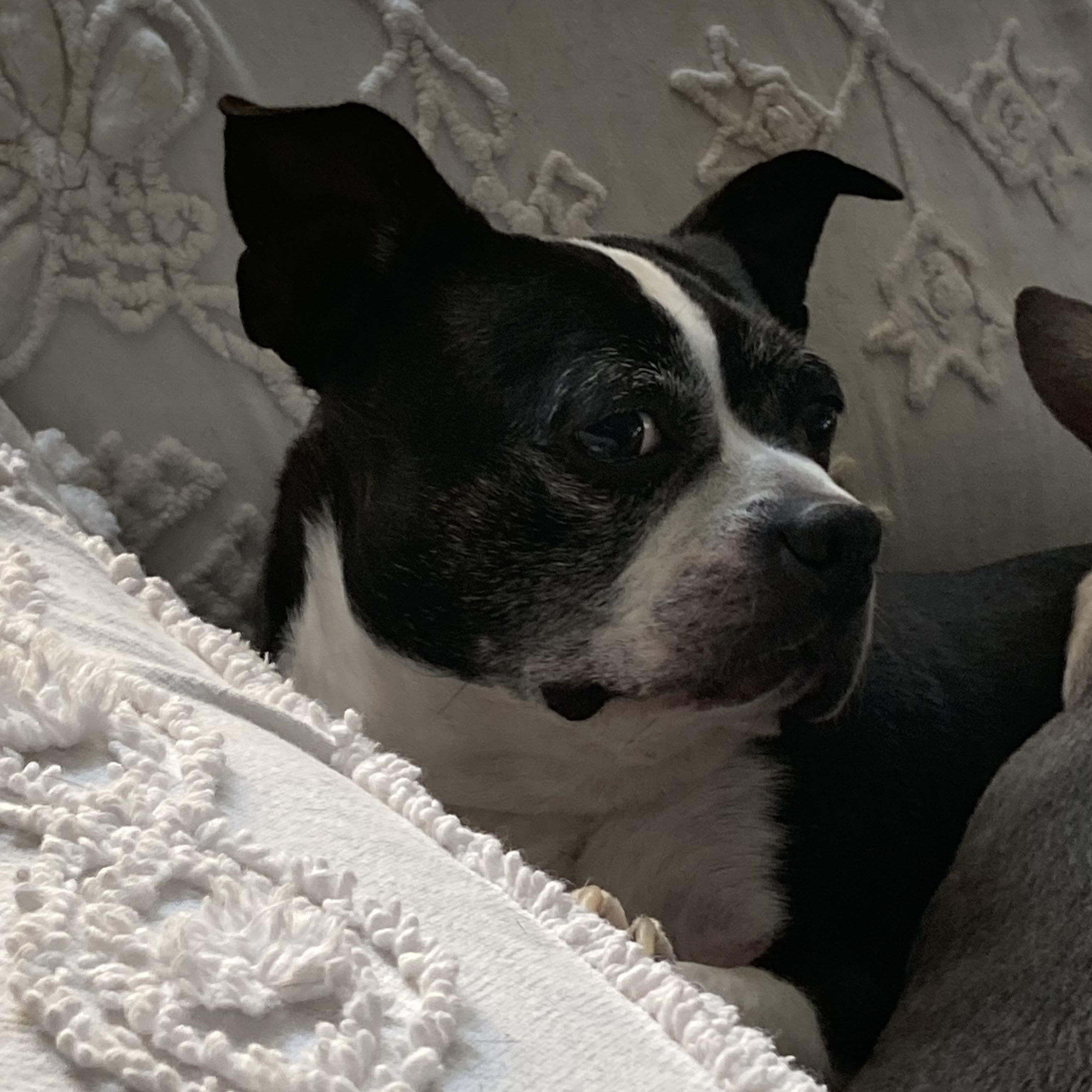 Violet In Id thumbnail 4