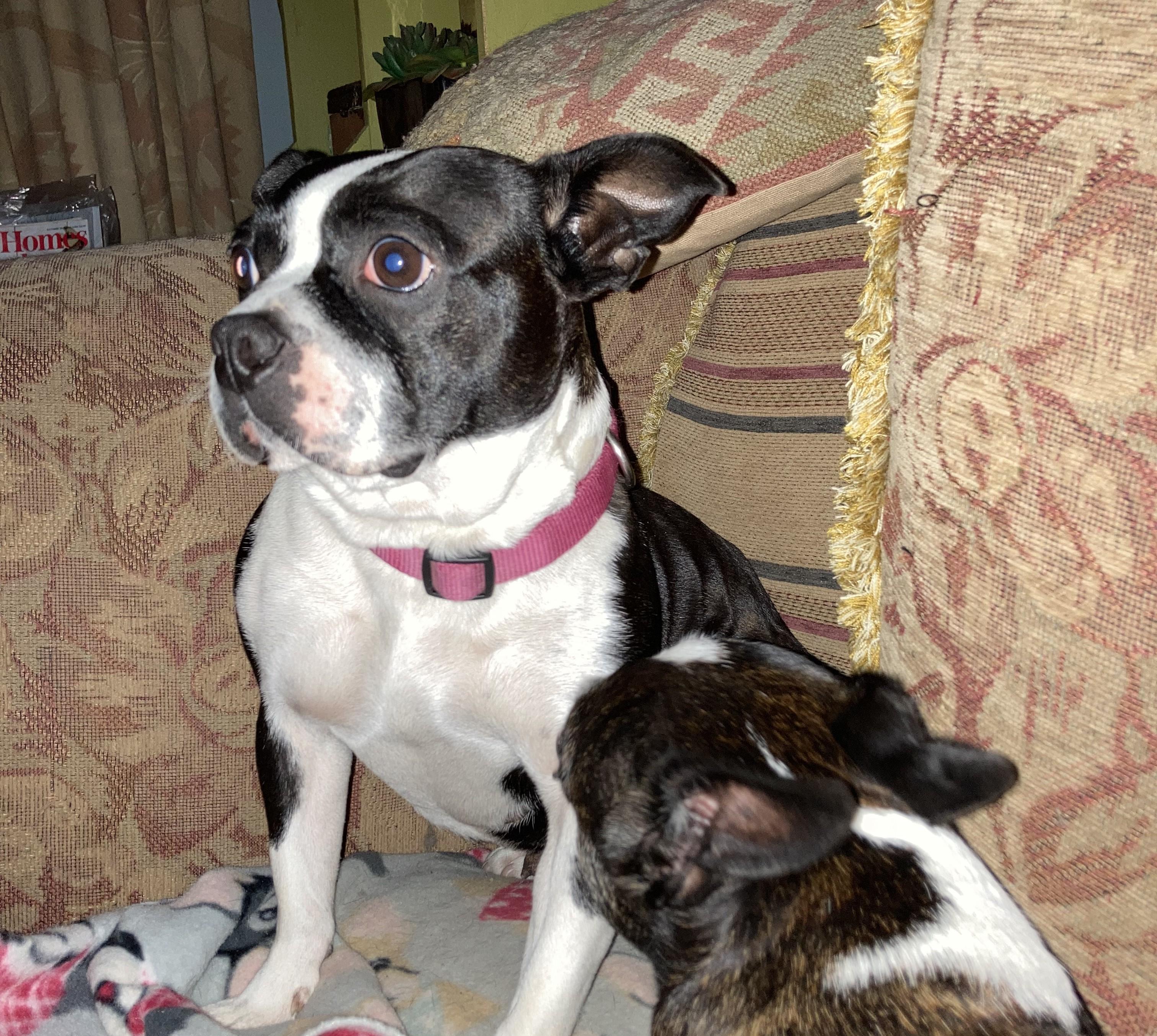 Violet In Id thumbnail 2