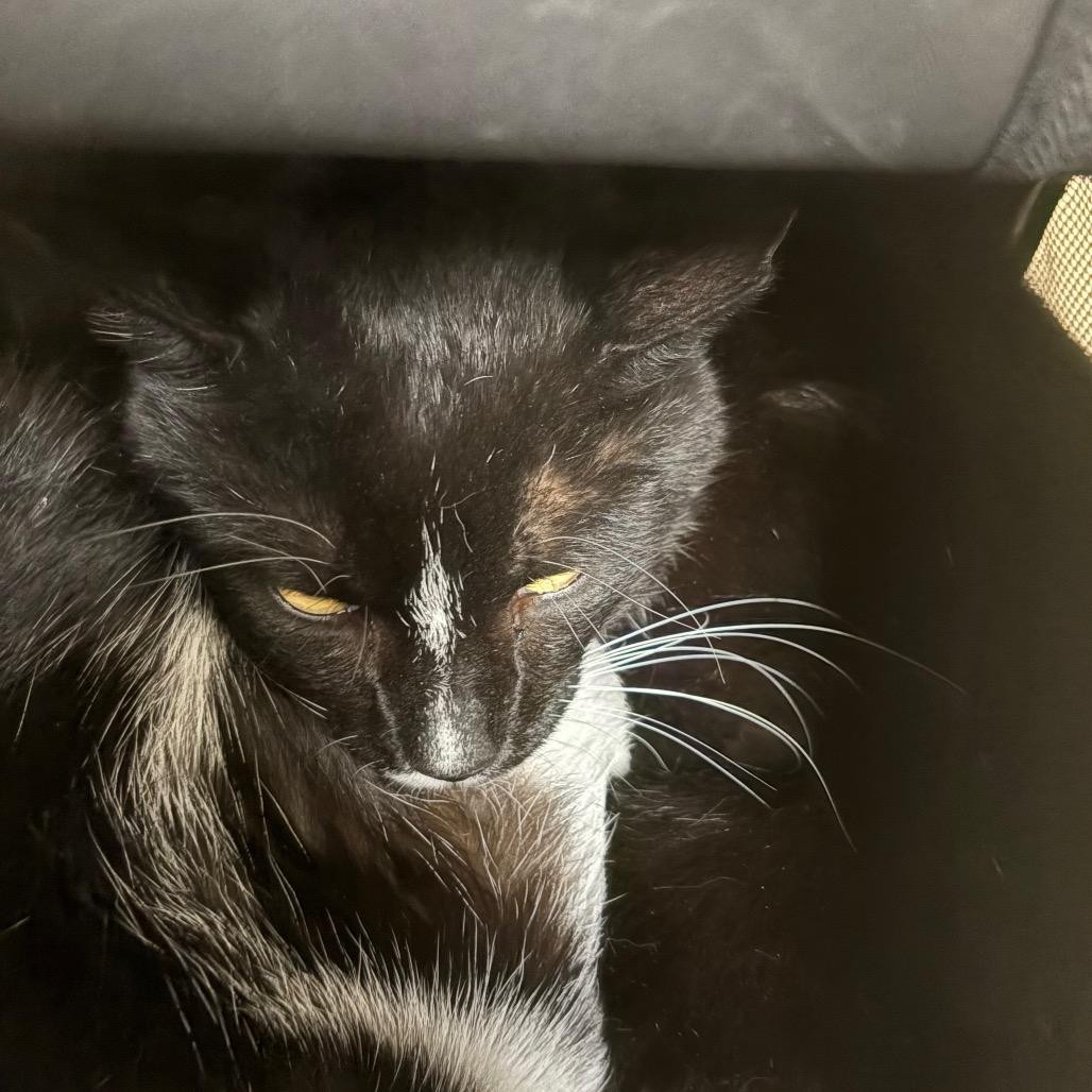 McQueen, Adoptable, Adult Male Domestic Short Hair.