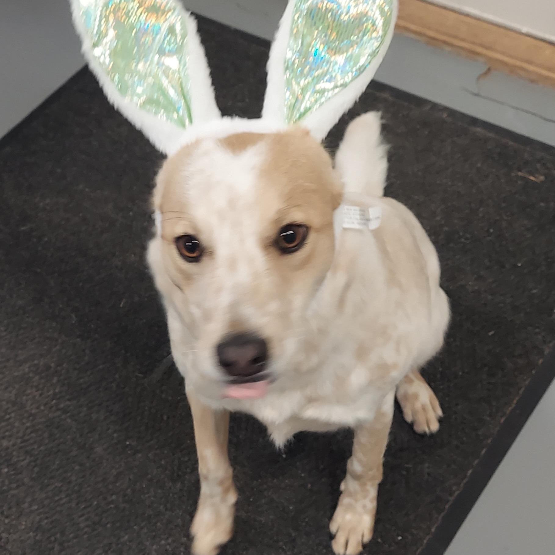 Enlarge Biscuit, a Adoptable mixed breed in Hazleton, IA image 1/3