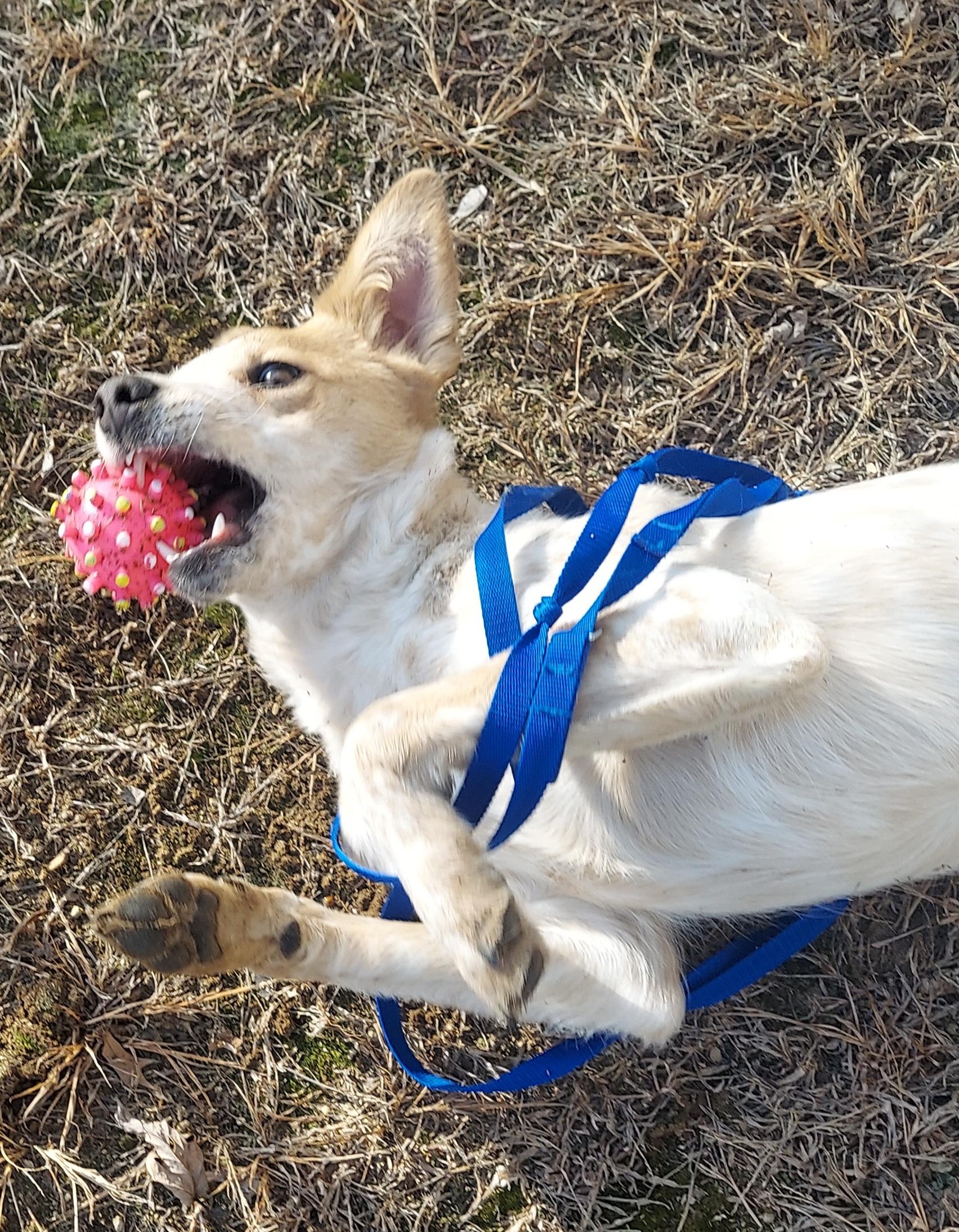 Enlarge Biscuit, a Adoptable mixed breed in Hazleton, IA image 2/3