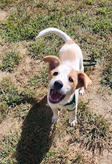 Enlarge Biscuit, a Adoptable mixed breed in Hazleton, IA image 3/3