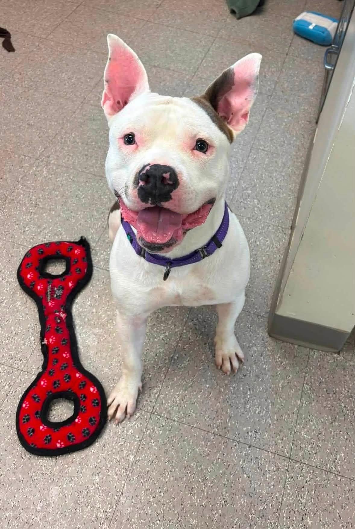 Enlarge Ricky, a Adoptable mixed breed in Jamesville, NY image 1/6