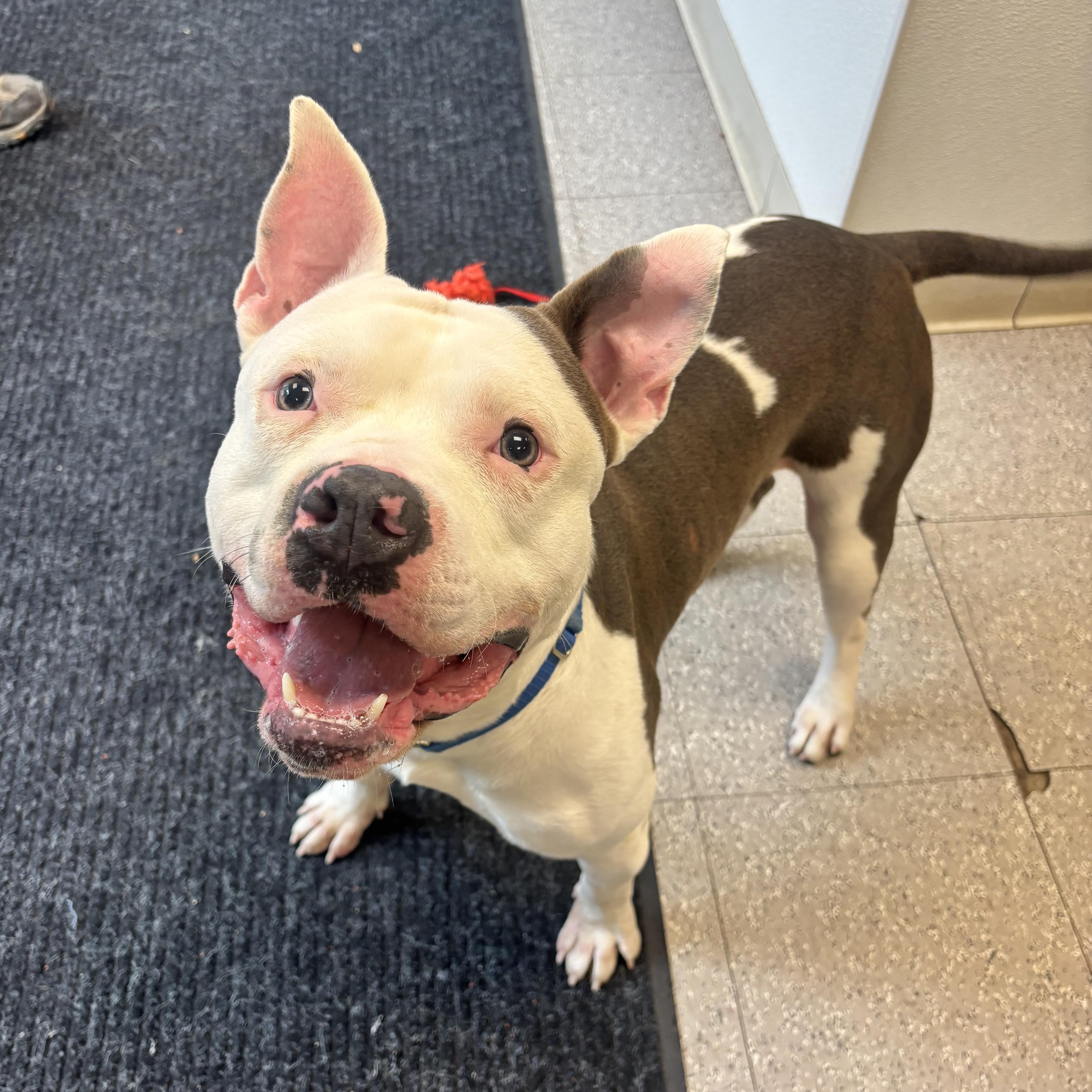 Enlarge Ricky, a ADOPTABLE mixed breed in Jamesville, NY image 5/5