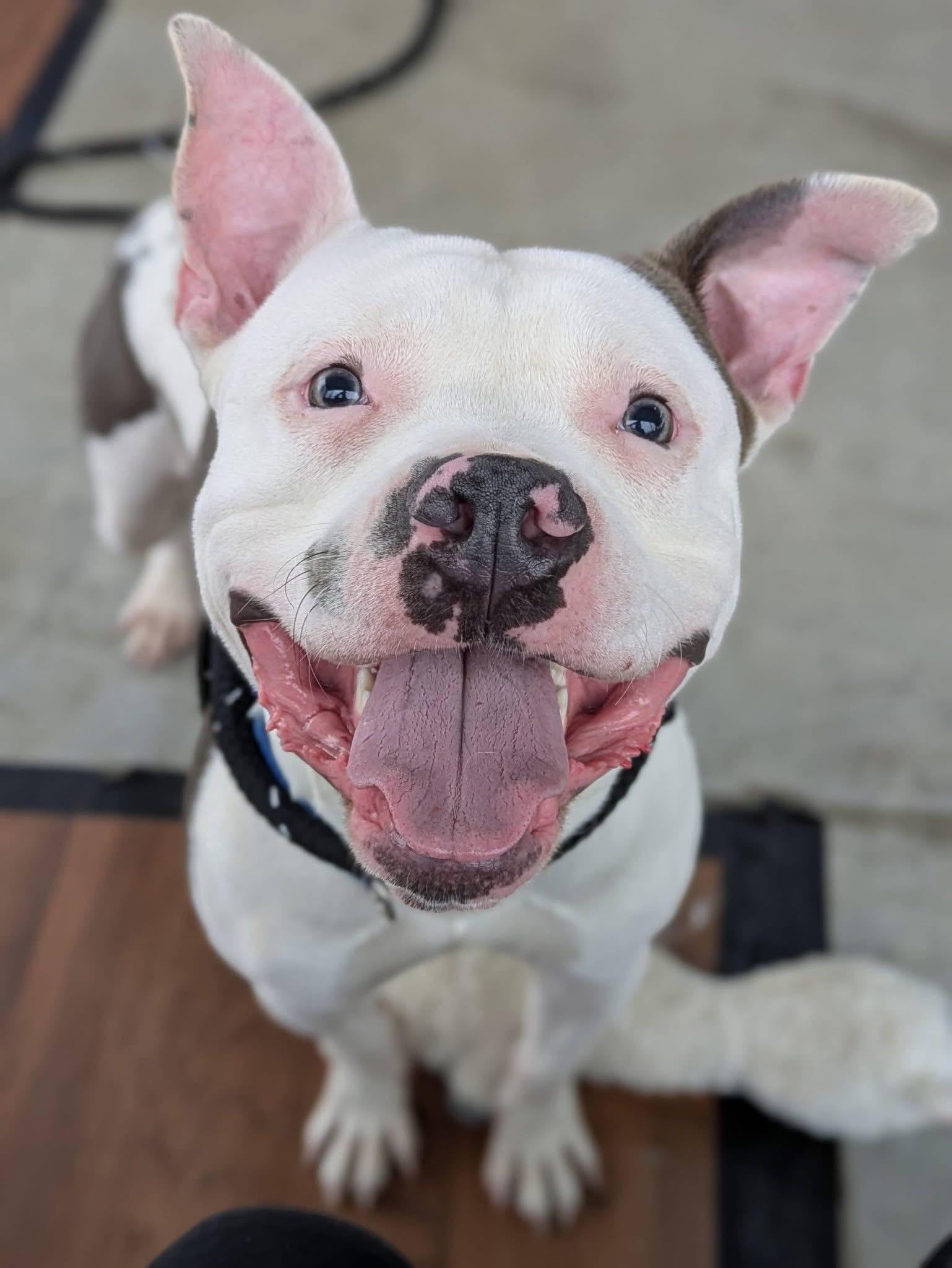 Enlarge Ricky, a ADOPTABLE mixed breed in Jamesville, NY image 1/4