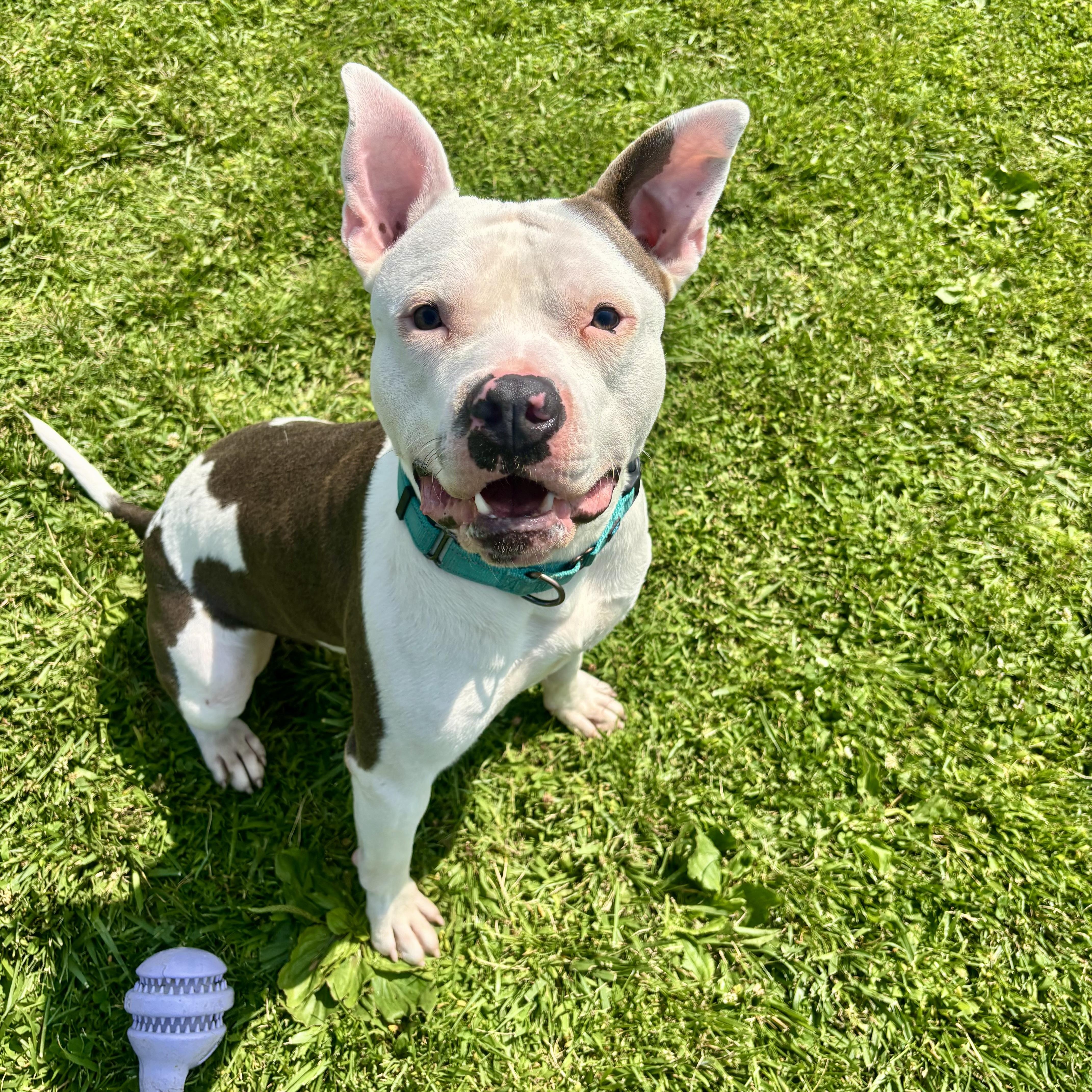 Ricky, ADOPTABLE, Young Male Mixed Breed.
