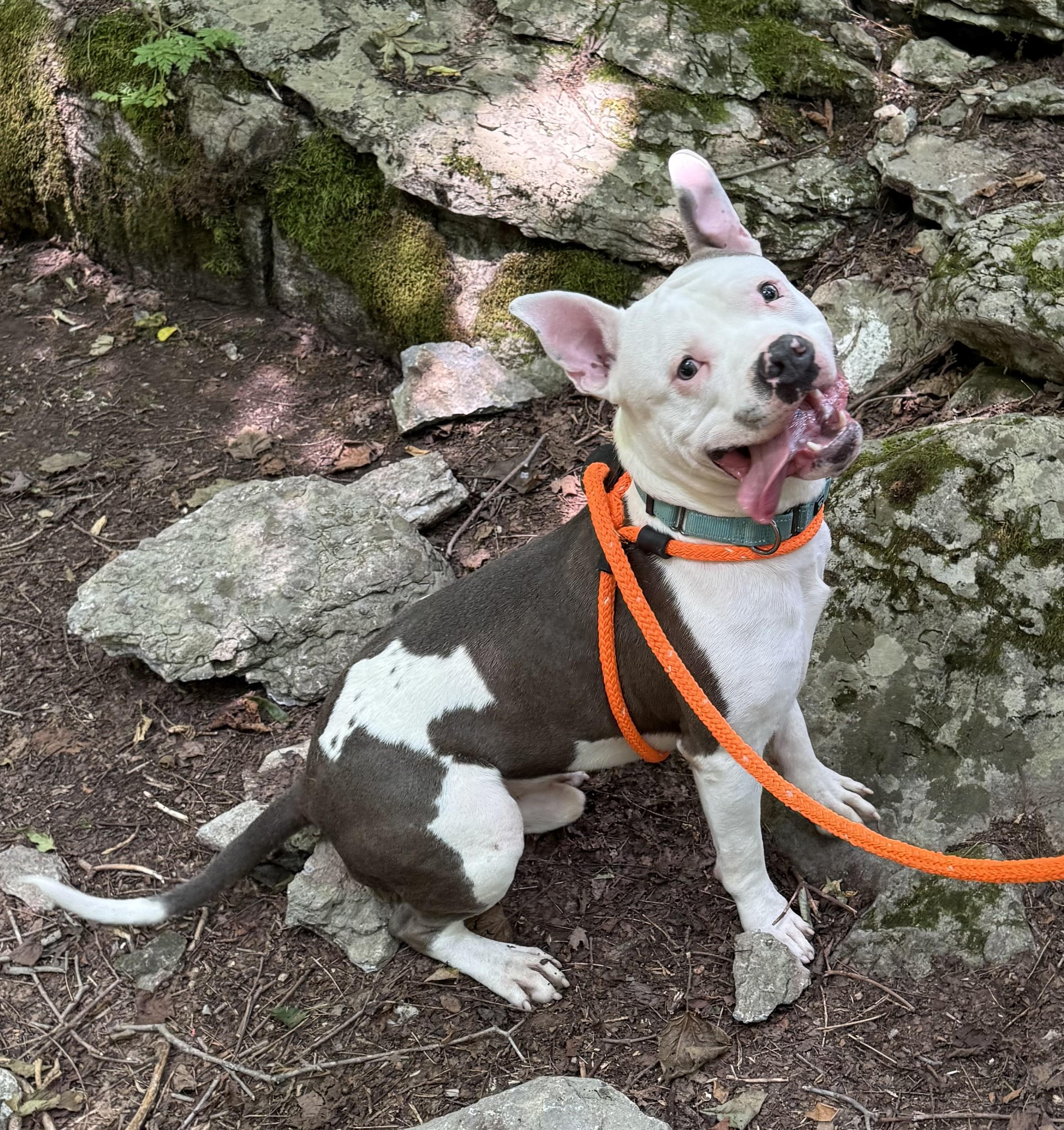 Ricky, a ADOPTABLE mixed breed in Jamesville, NY image 4/6