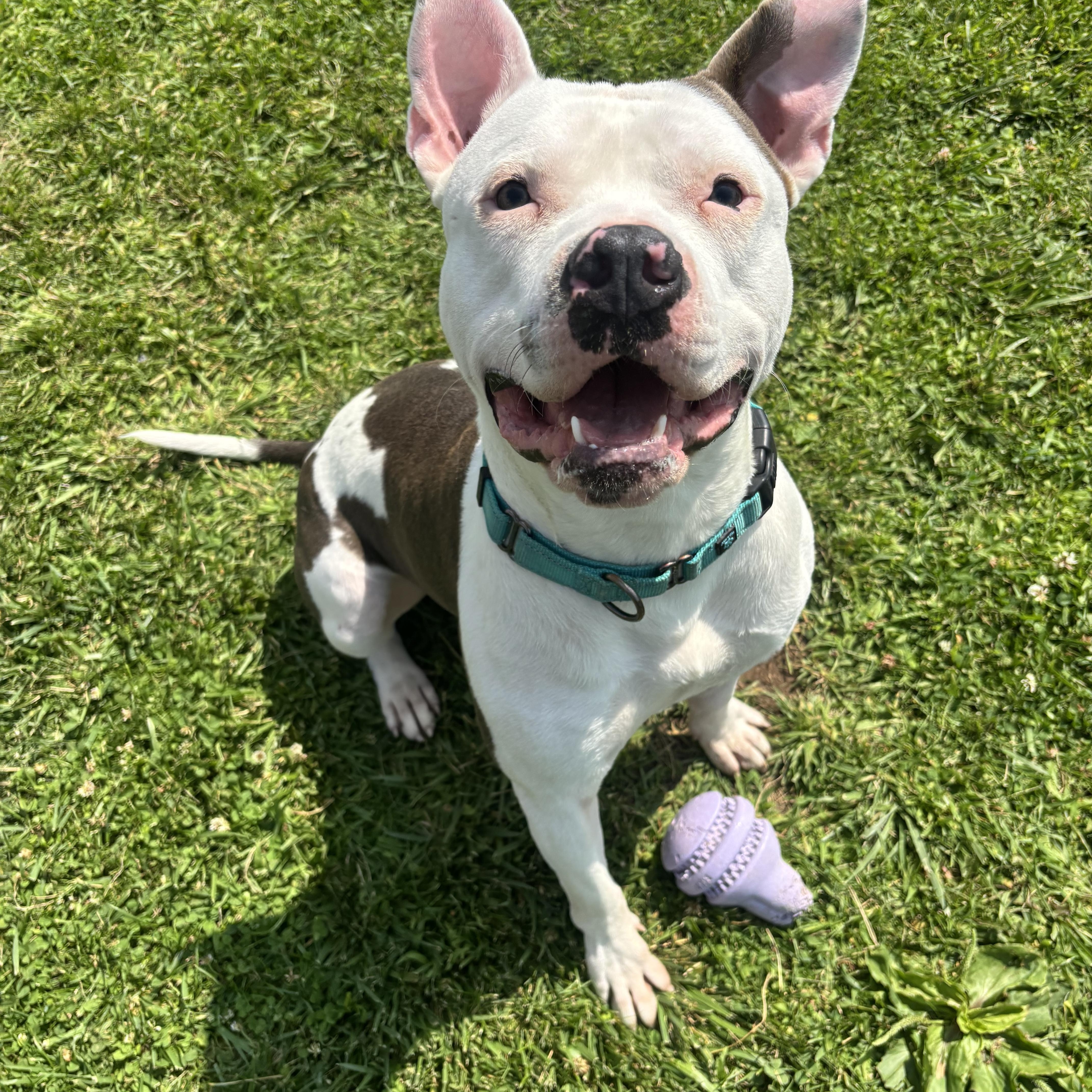 Ricky, a ADOPTABLE mixed breed in Jamesville, NY image 6/6