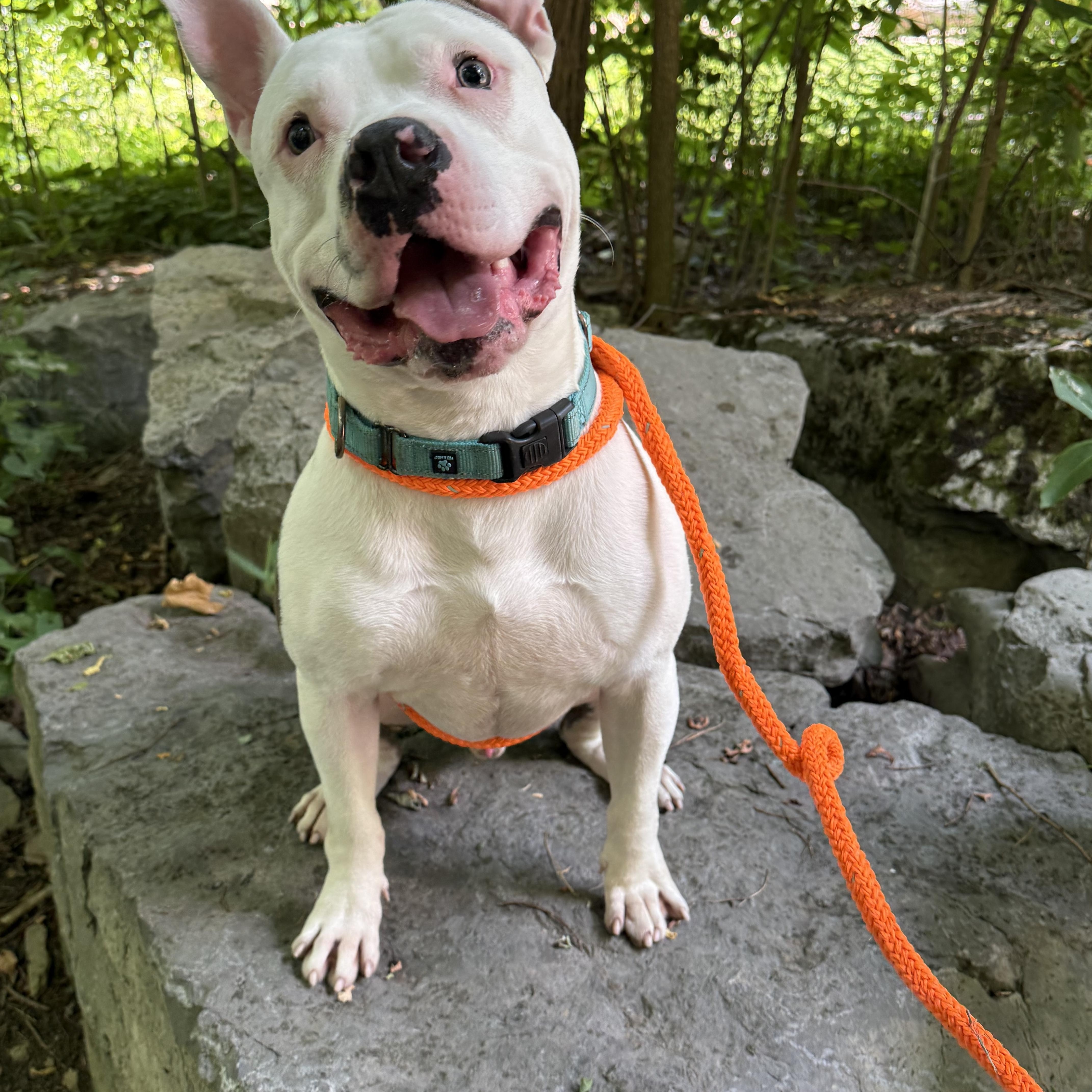 Ricky, a ADOPTABLE mixed breed in Jamesville, NY image 5/6