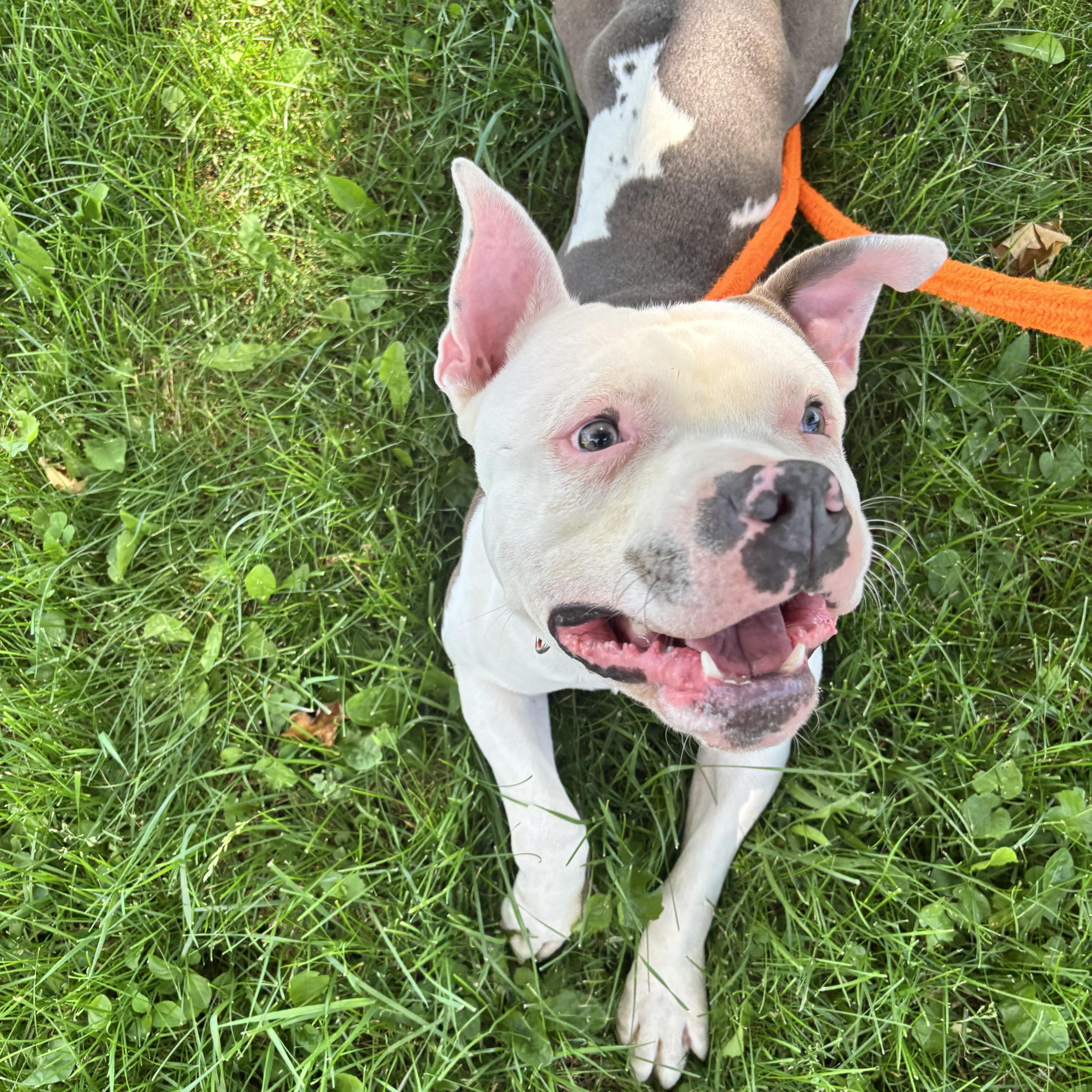 Enlarge Ricky, a ADOPTABLE mixed breed in Jamesville, NY image 4/5