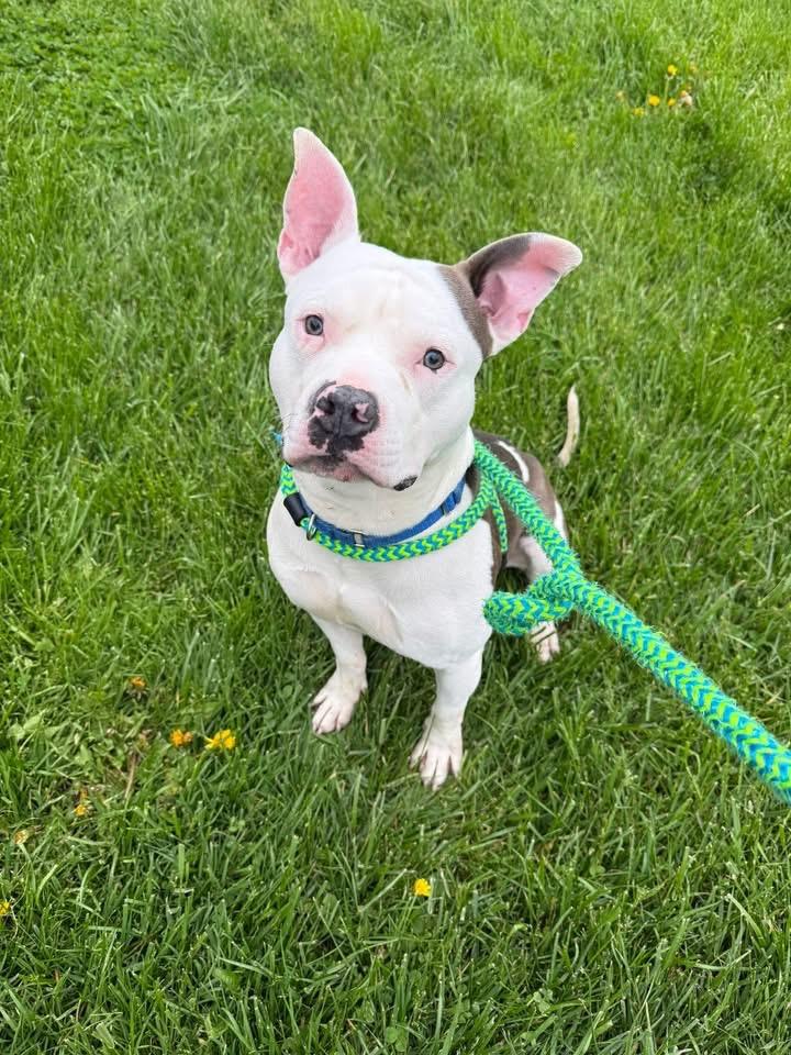 Enlarge Ricky, a ADOPTABLE mixed breed in Jamesville, NY image 2/4