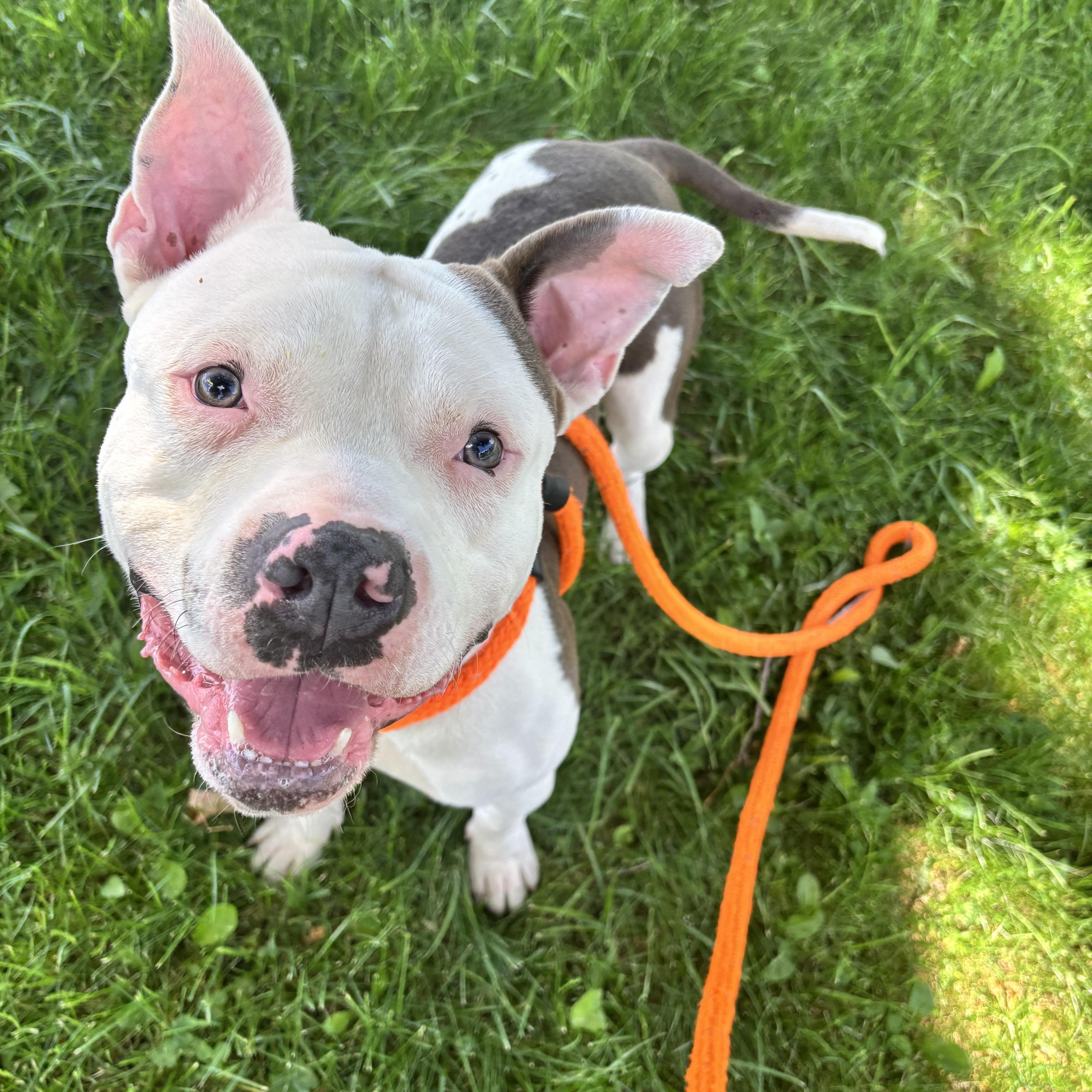 Enlarge Ricky, a ADOPTABLE mixed breed in Jamesville, NY image 3/5