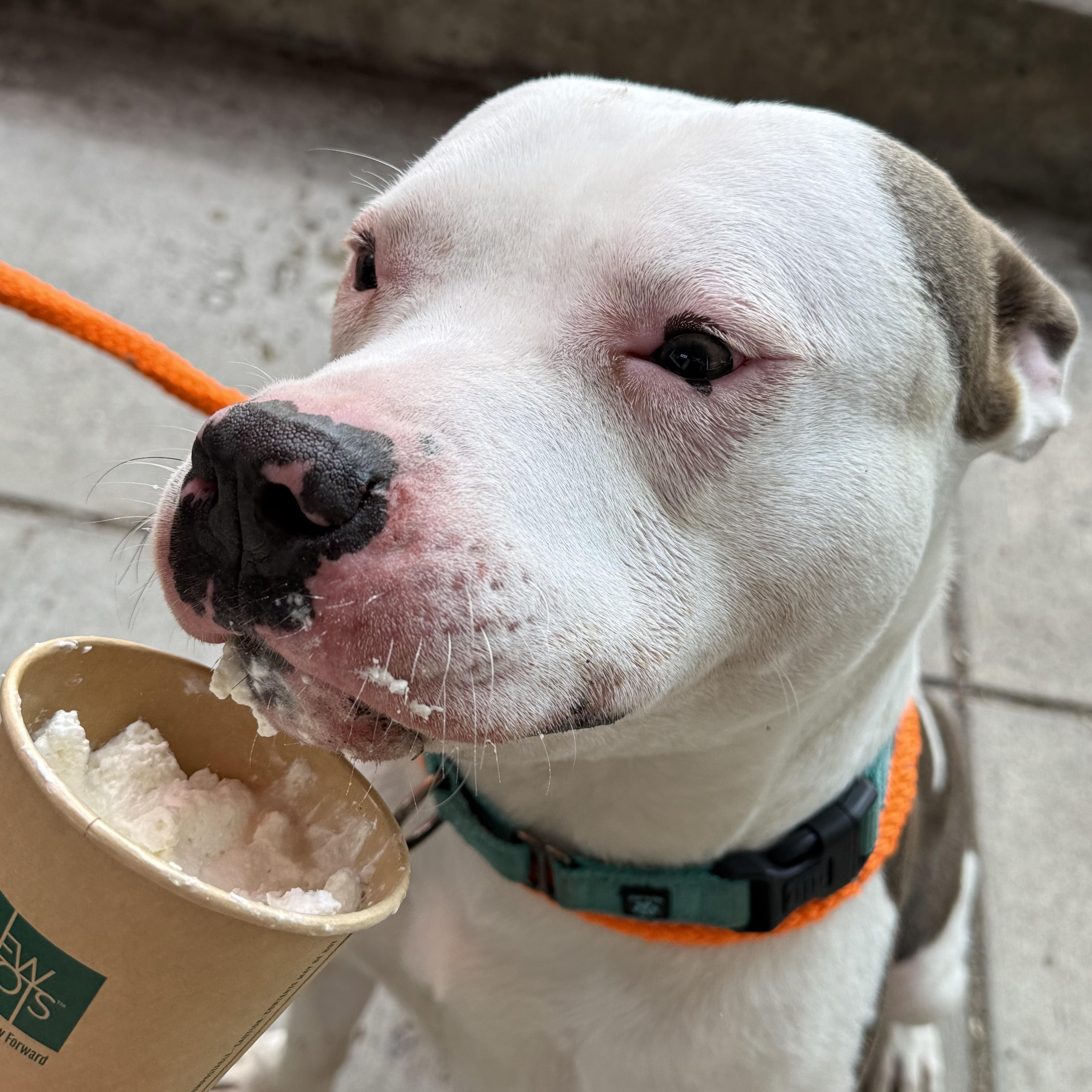 Ricky, a ADOPTABLE mixed breed in Jamesville, NY image 3/6