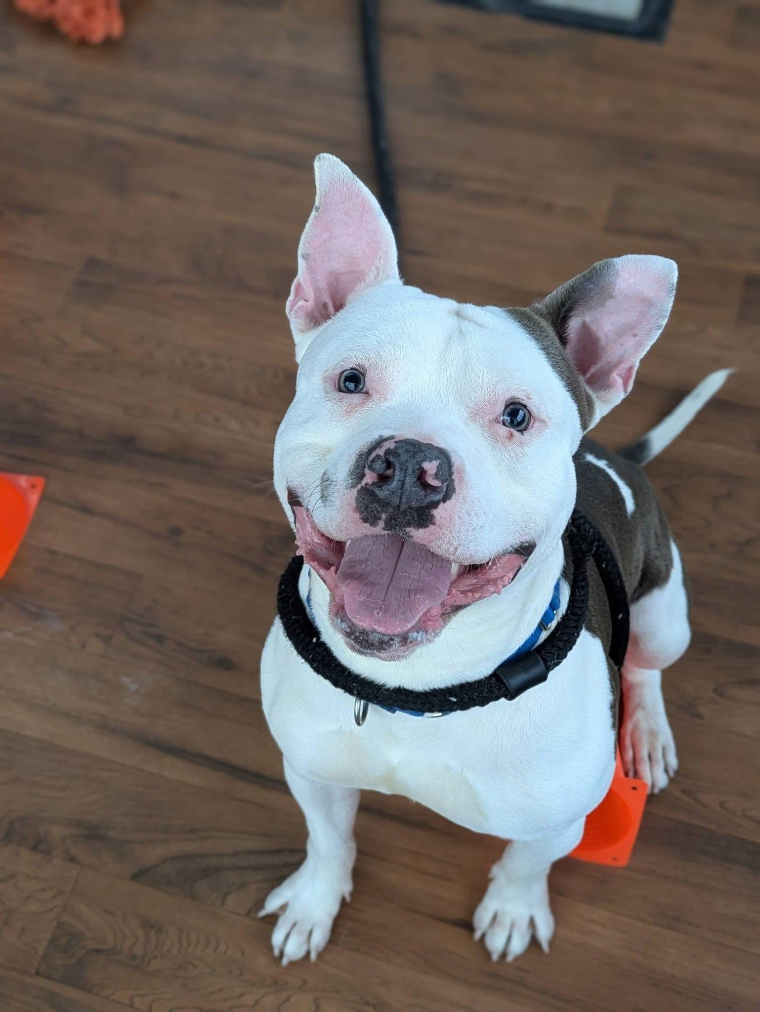 Enlarge Ricky, a ADOPTABLE mixed breed in Jamesville, NY image 3/4