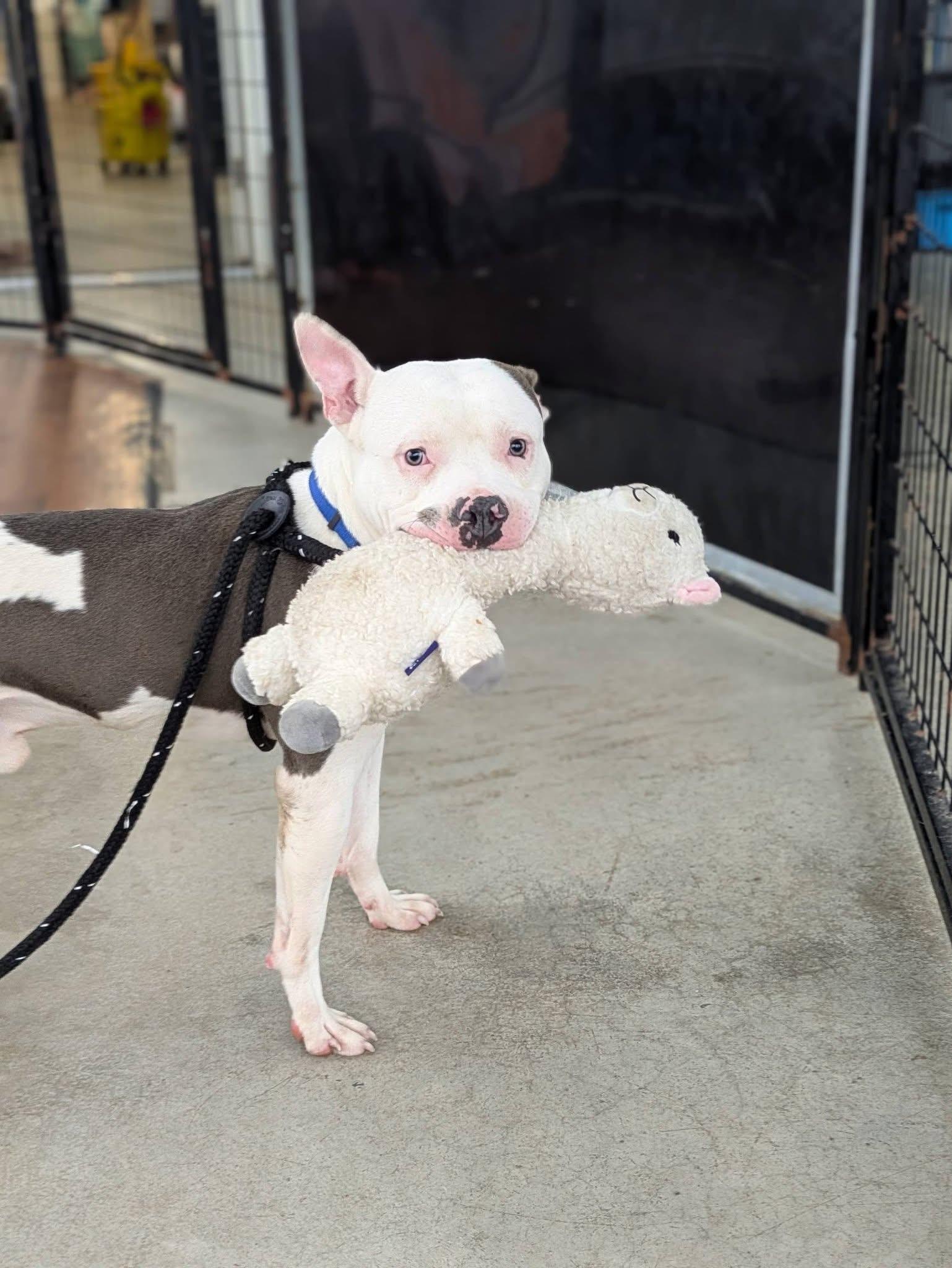 Enlarge Ricky, a ADOPTABLE mixed breed in Jamesville, NY image 4/4
