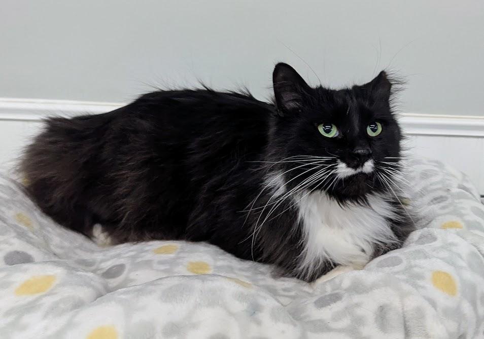 Enlarge Jett, a Adoptable Domestic Long Hair in Monroe, MI image 3/3