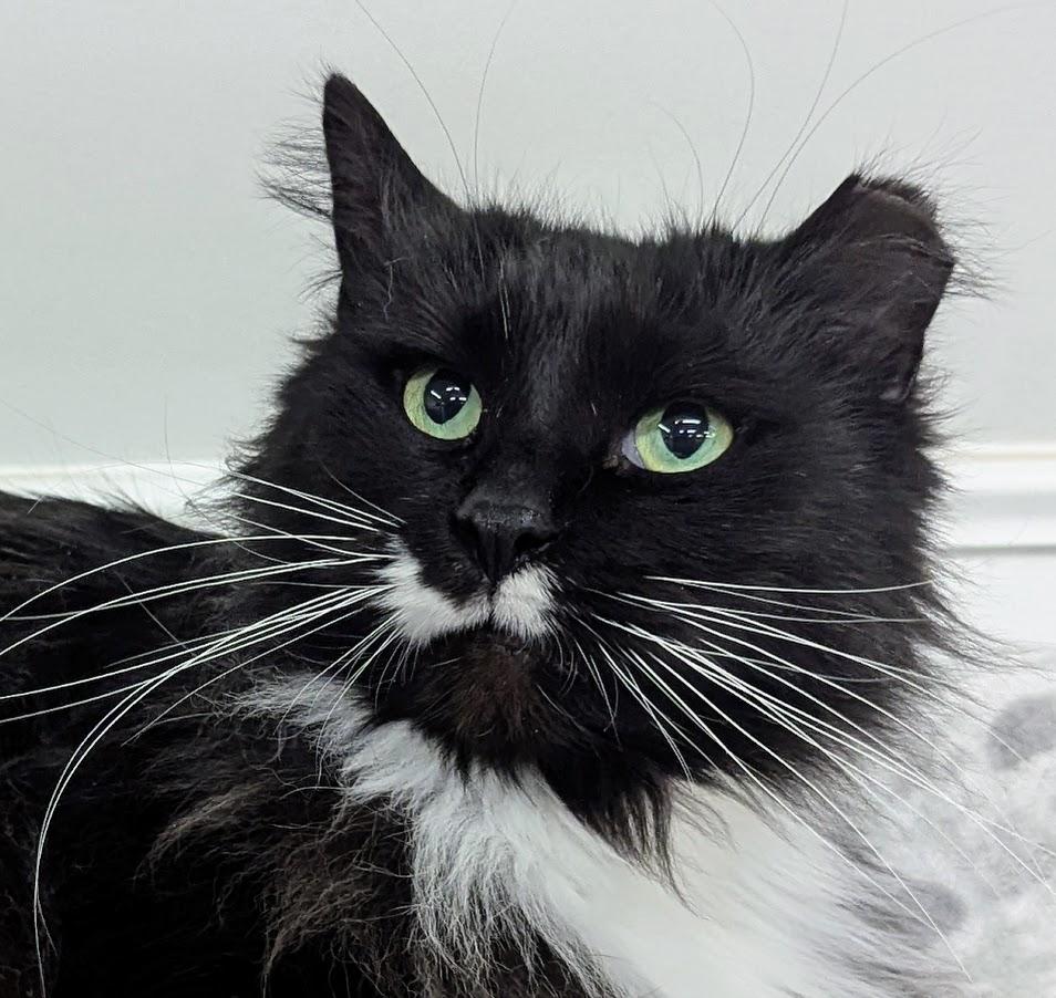 Enlarge Jett, a Adoptable Domestic Long Hair in Monroe, MI image 1/3