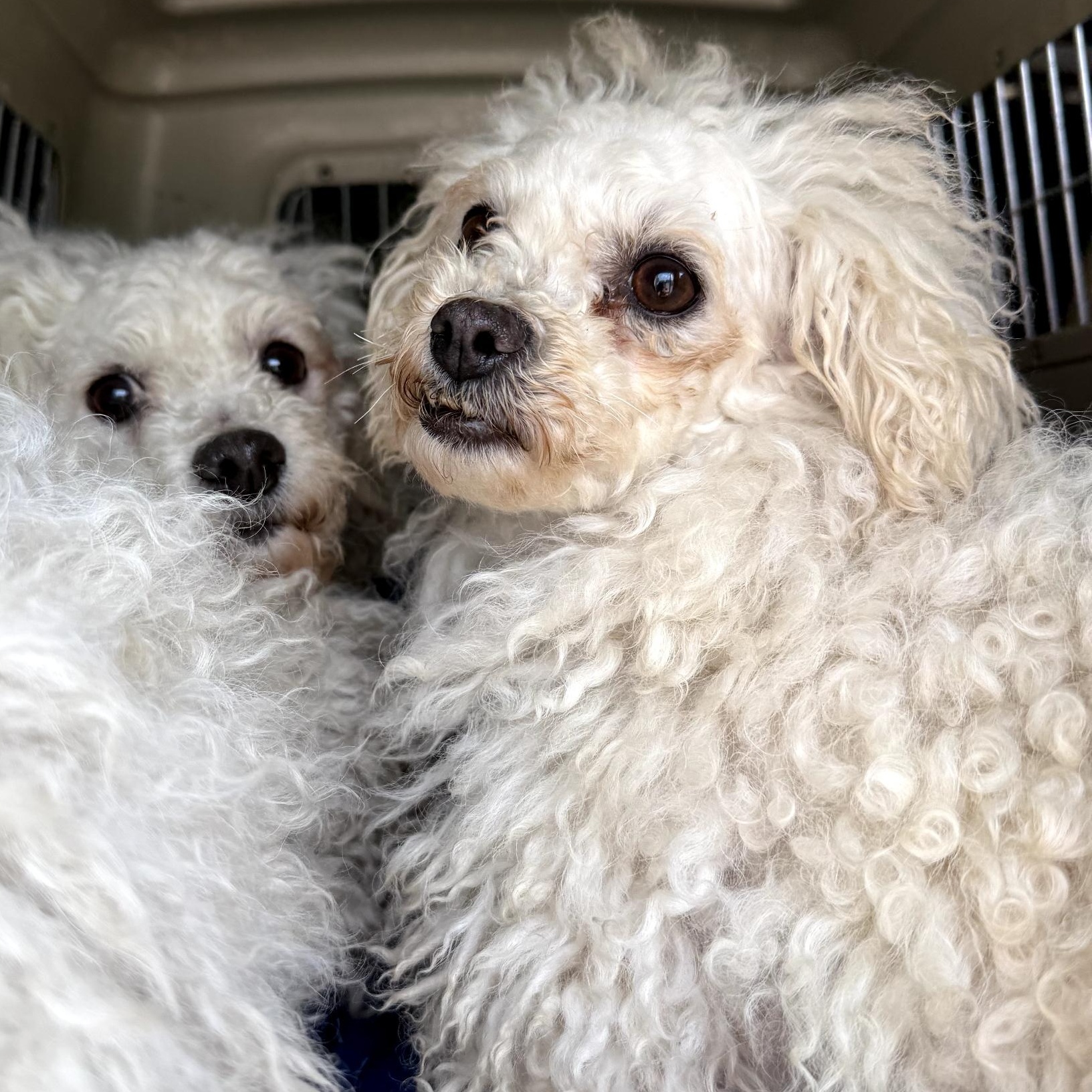 Enlarge Liberty, a Adoptable Bichon Frise in Blue Springs, MO image 1/1