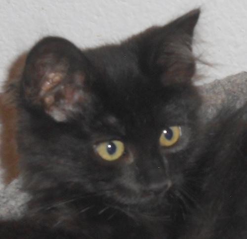 Kellesey, an adopted mixed breed in Fair Oaks, CA image 2/2