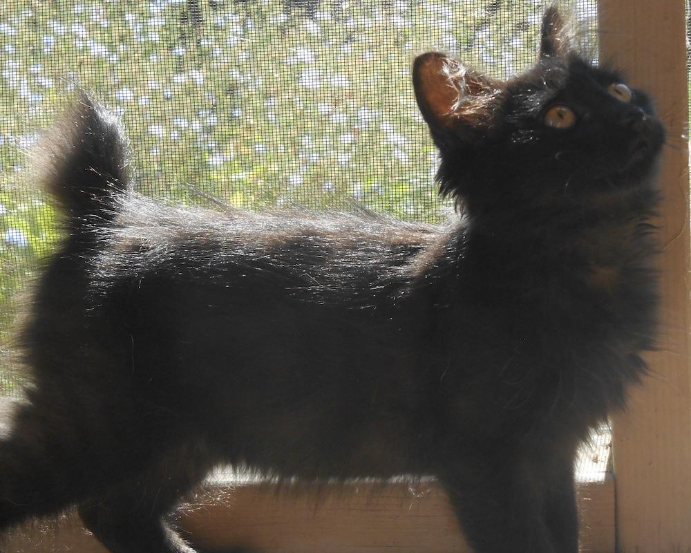 Kellesey, an adopted mixed breed in Fair Oaks, CA image 1/2