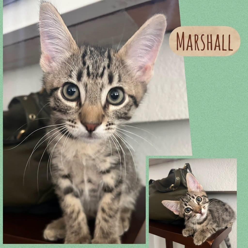 Marshall, Adoptable, Kitten Male Domestic Short Hair.