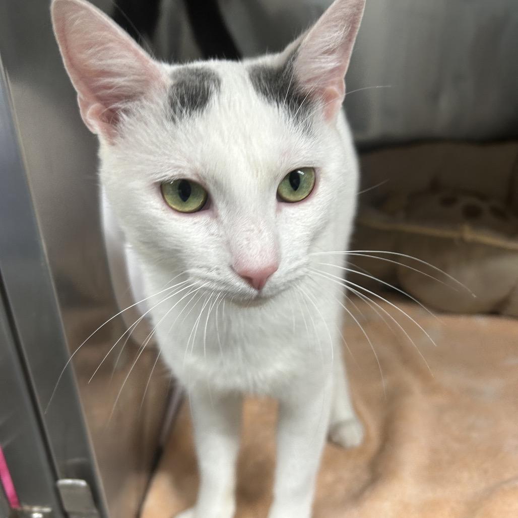 Enlarge Snowflake, a Adoptable Domestic Short Hair in Starkville, MS image 1/2