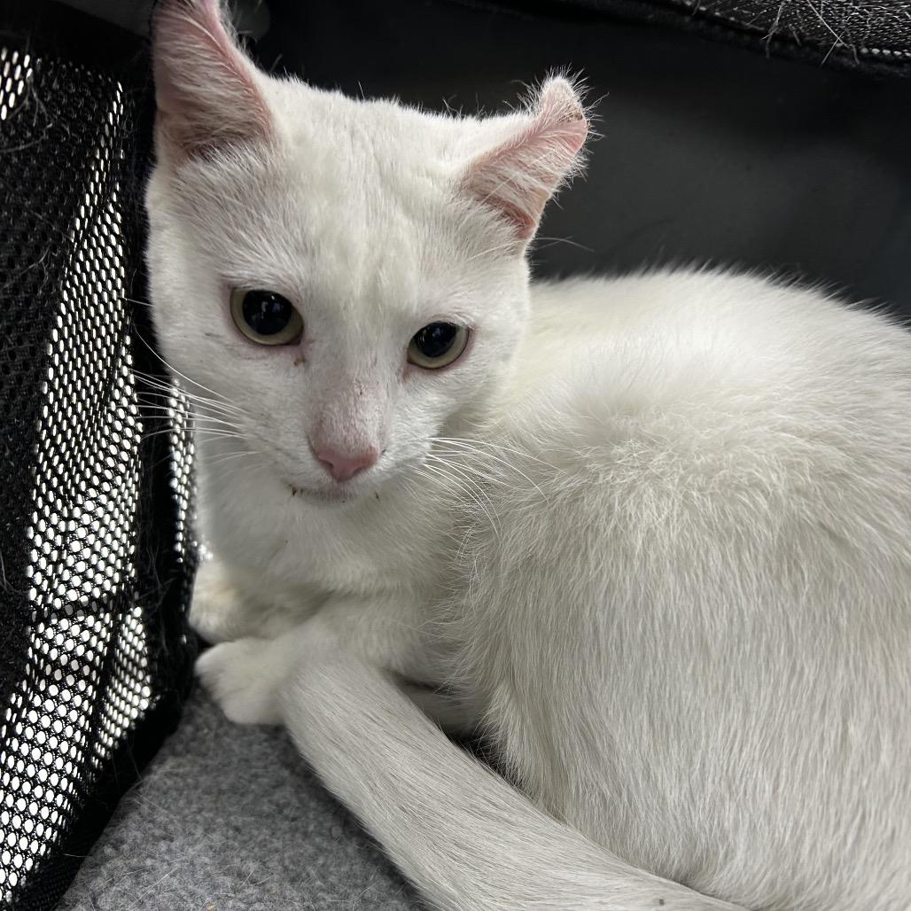 Enlarge Snowflake, a Adoptable Domestic Short Hair in Starkville, MS image 2/2