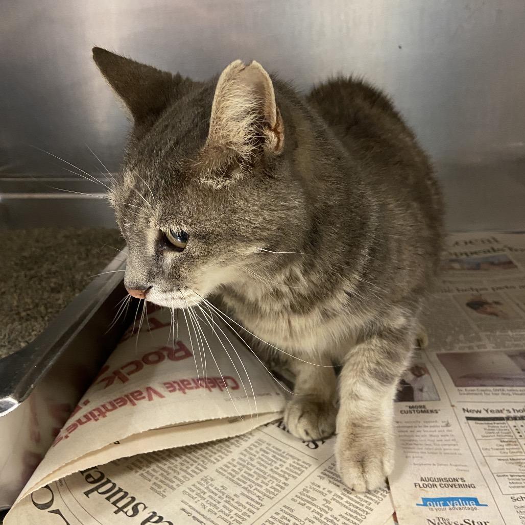 Enlarge Emma, a Adoptable Domestic Short Hair in Monroe, LA image 1/1
