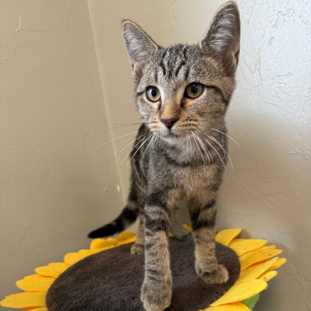 Richie Valens, Adoptable, Kitten Male American Shorthair.