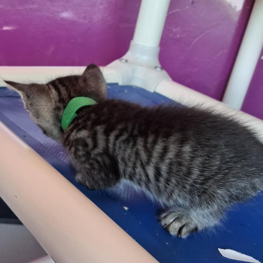 Richie Valens, a Adoptable American Shorthair in Ponca City, OK image 2/3