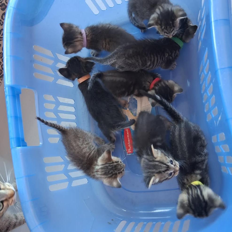 Richie Valens, a Adoptable American Shorthair in Ponca City, OK image 3/3