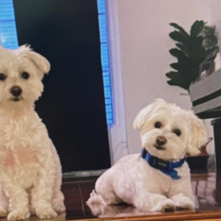 Enlarge POLO AND PRINCE (BONDED BROTHERS), a ADOPTABLE Maltese in Staten Island, NY image 2/5