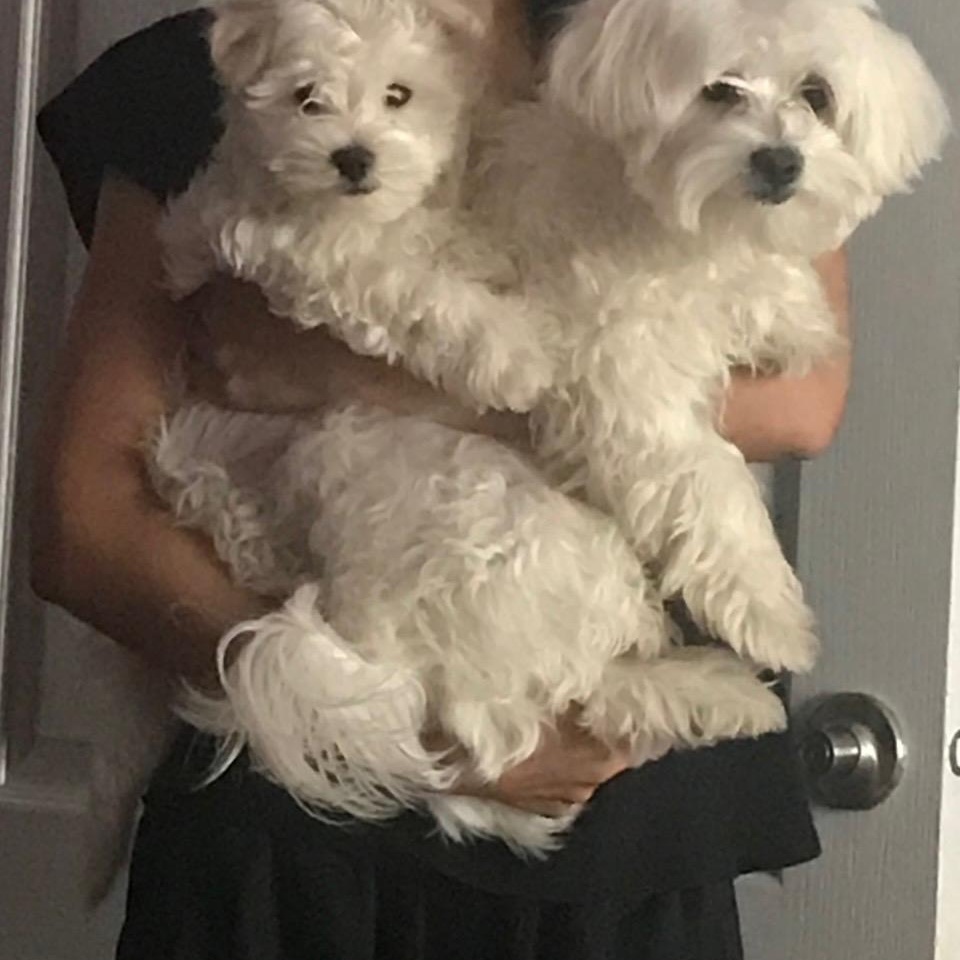 Enlarge POLO AND PRINCE (BONDED BROTHERS), a ADOPTABLE Maltese in Staten Island, NY image 3/5