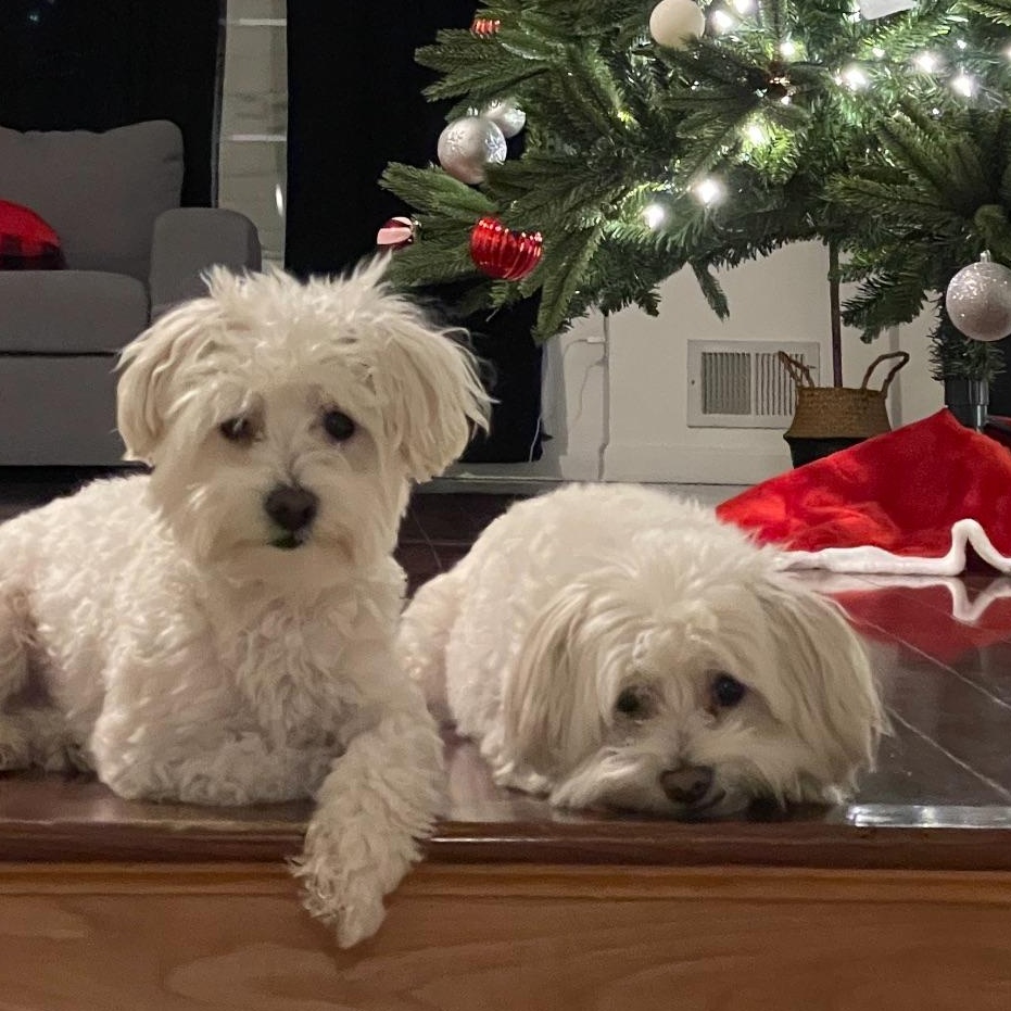 Enlarge POLO AND PRINCE (BONDED BROTHERS), a ADOPTABLE Maltese in Staten Island, NY image 4/5