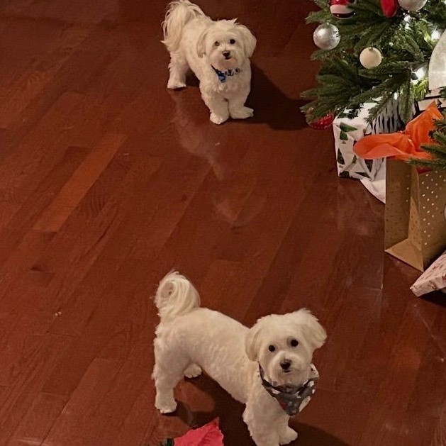 Enlarge POLO AND PRINCE (BONDED BROTHERS), a ADOPTABLE Maltese in Staten Island, NY image 5/5