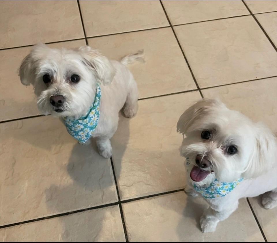 POLO AND PRINCE (BONDED BROTHERS), ADOPTABLE, Adult Male Maltese.