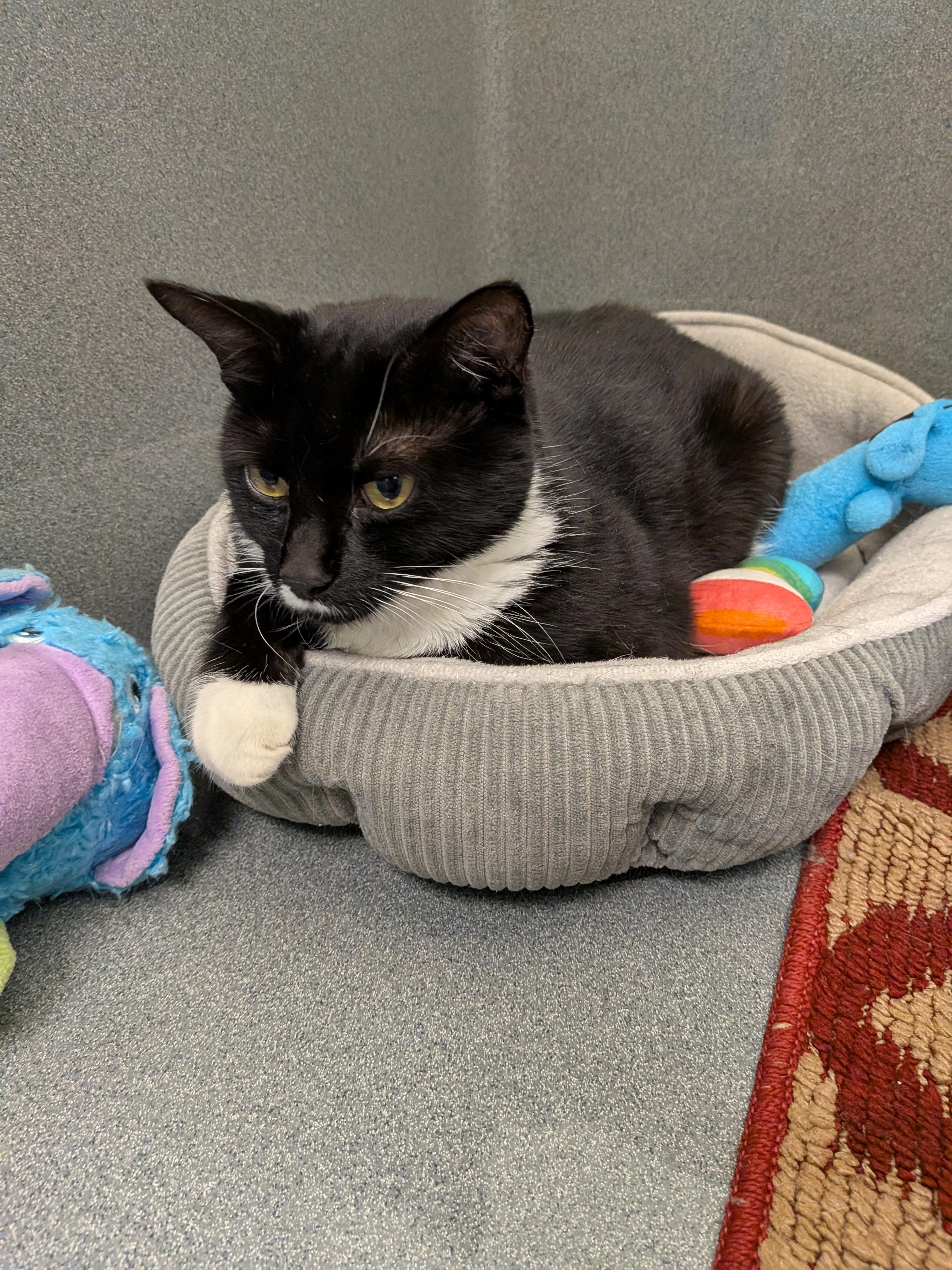 Enlarge Layla (requires special diet), a Adoptable Domestic Short Hair in Paris, ME image 2/3