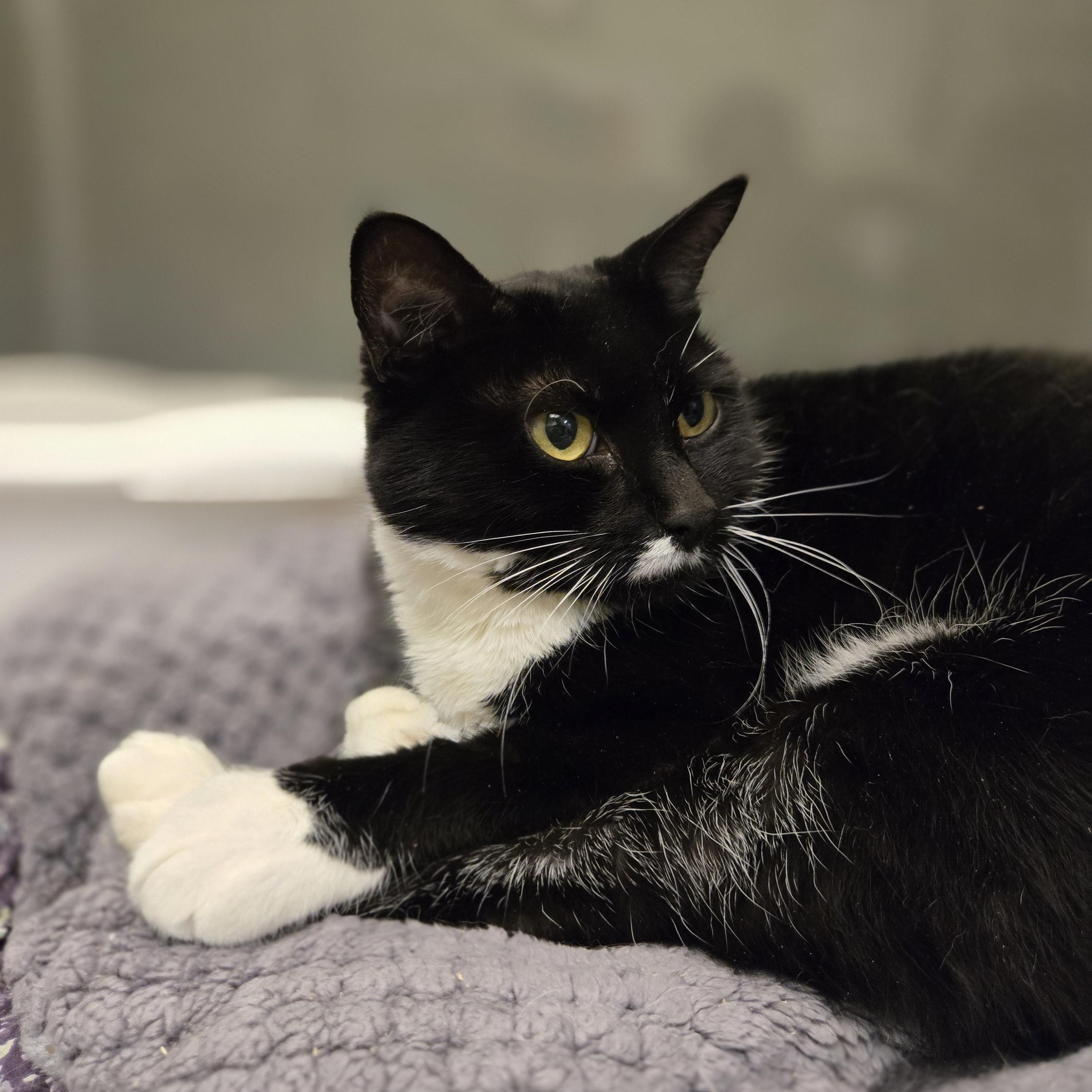 Enlarge Layla (requires special diet), a Adoptable Domestic Short Hair in Paris, ME image 1/3