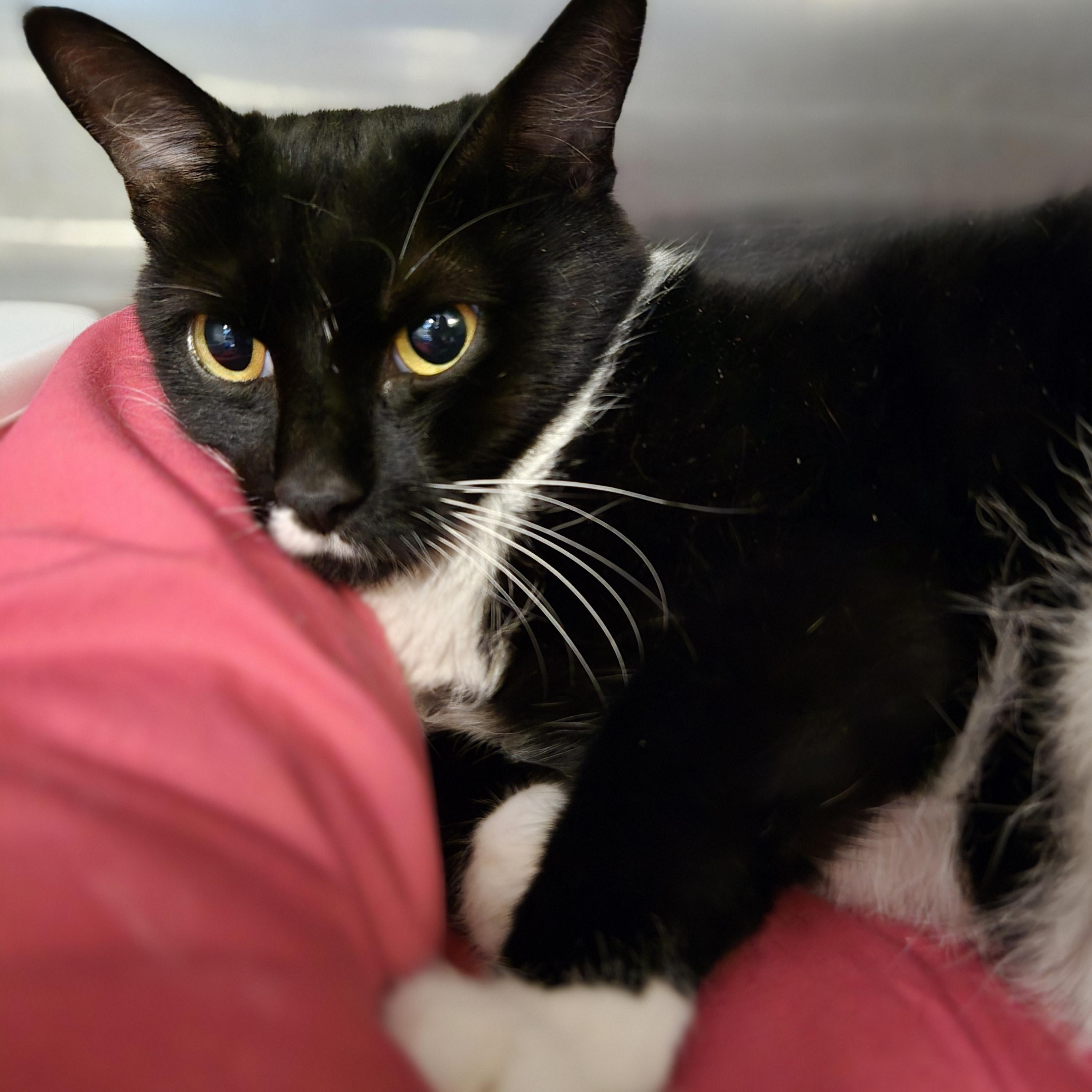 Enlarge Layla (requires special diet), a Adoptable Domestic Short Hair in Paris, ME image 3/3