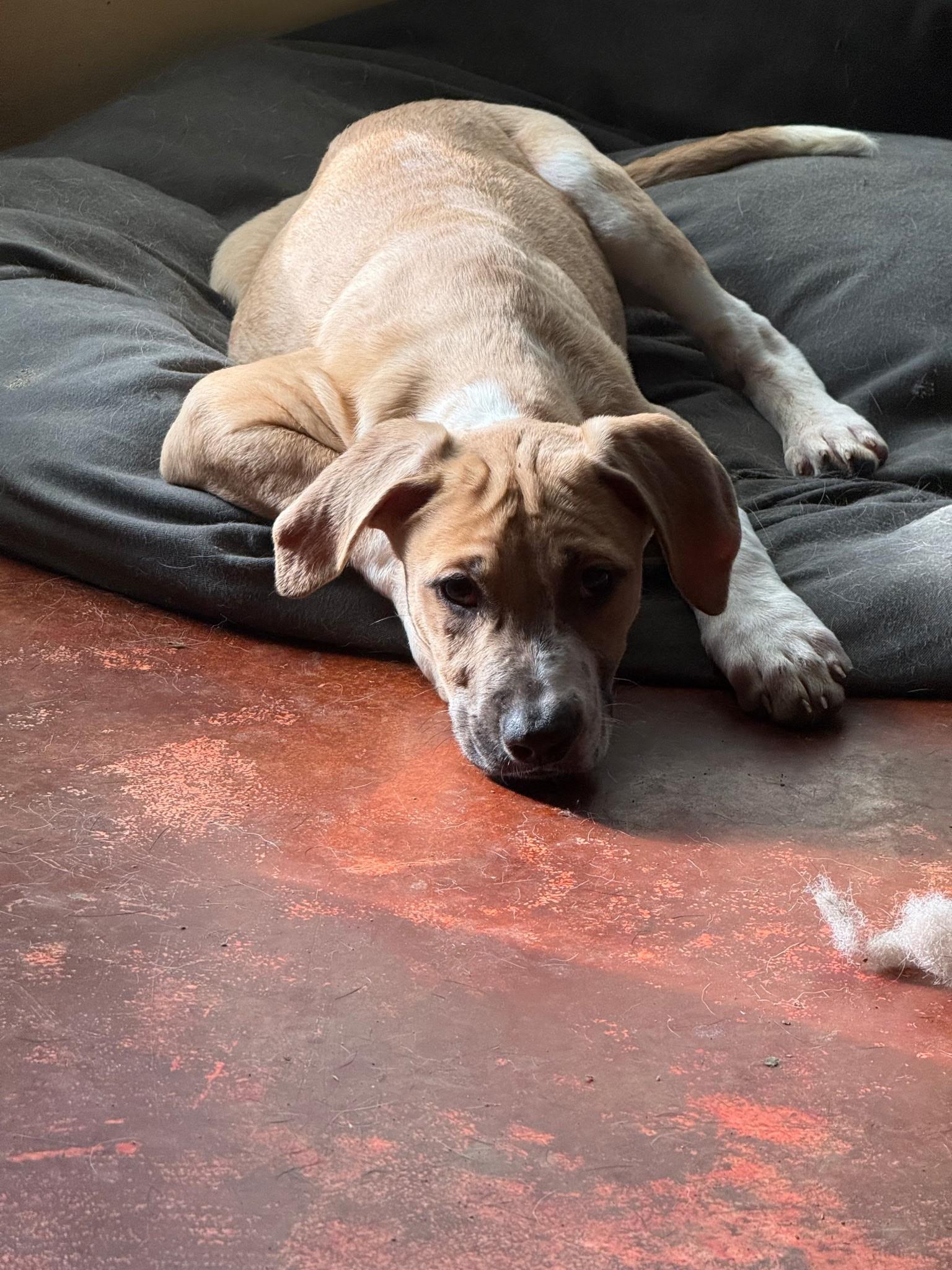 Enlarge Elena (Amber-Fostered in New England), a Adoptable mixed breed in Brooklyn, CT image 5/6