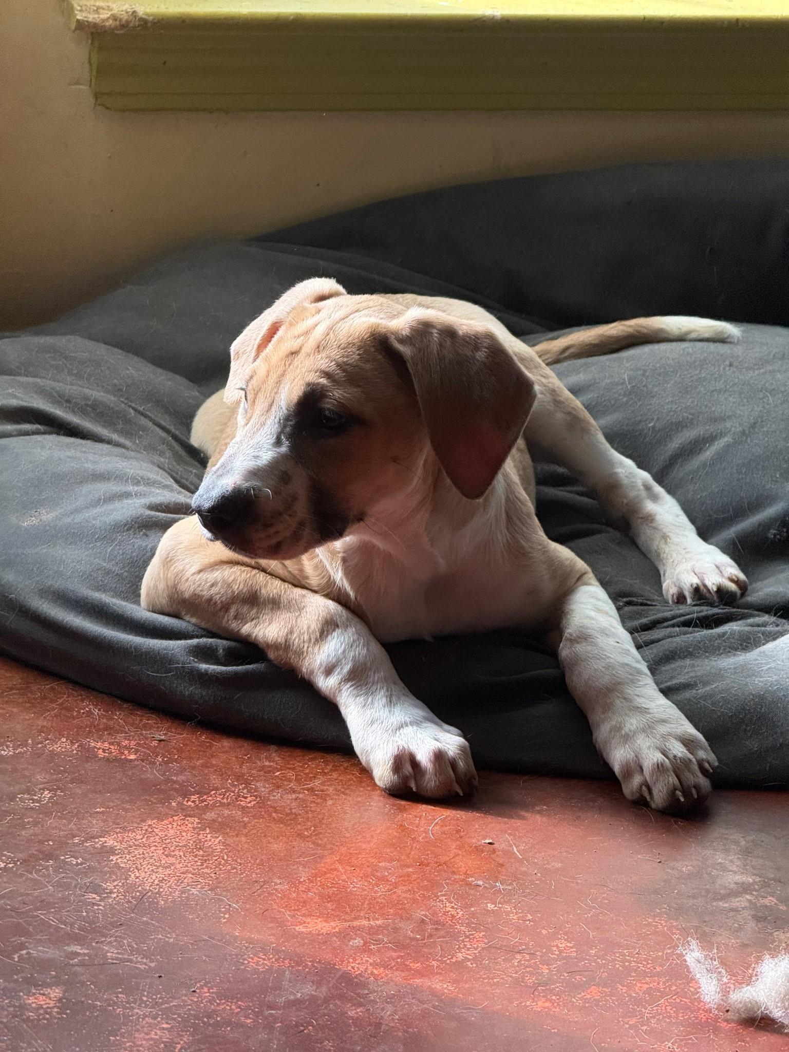 Enlarge Elena (Amber-Fostered in New England), a Adoptable mixed breed in Brooklyn, CT image 6/6