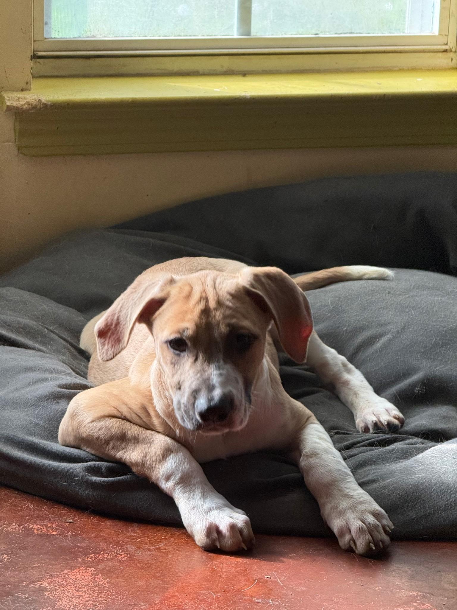 Enlarge Elena (Amber-Fostered in New England), a Adoptable mixed breed in Brooklyn, CT image 3/6