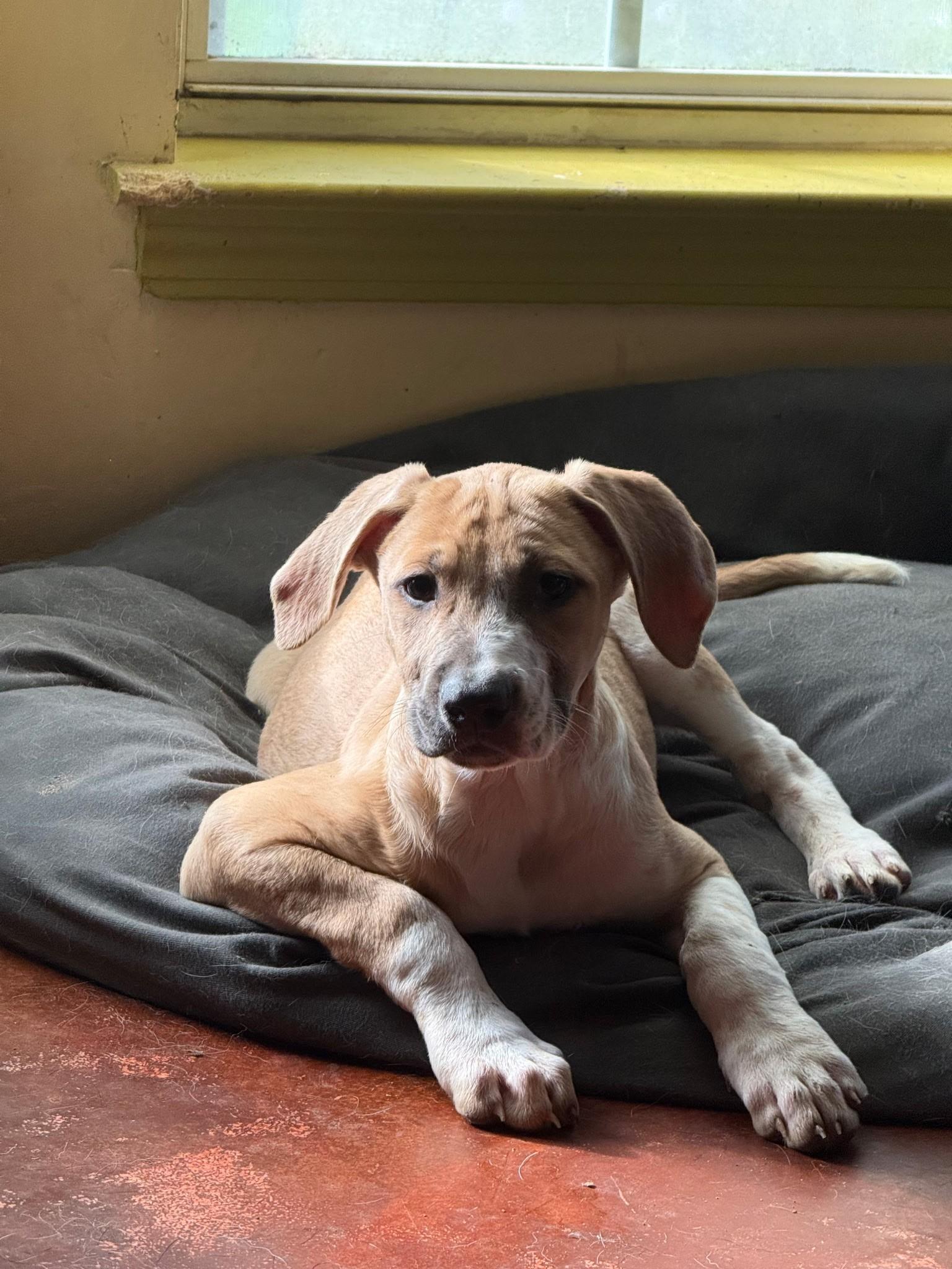 Enlarge Elena (Amber-Fostered in New England), a Adoptable mixed breed in Brooklyn, CT image 1/6
